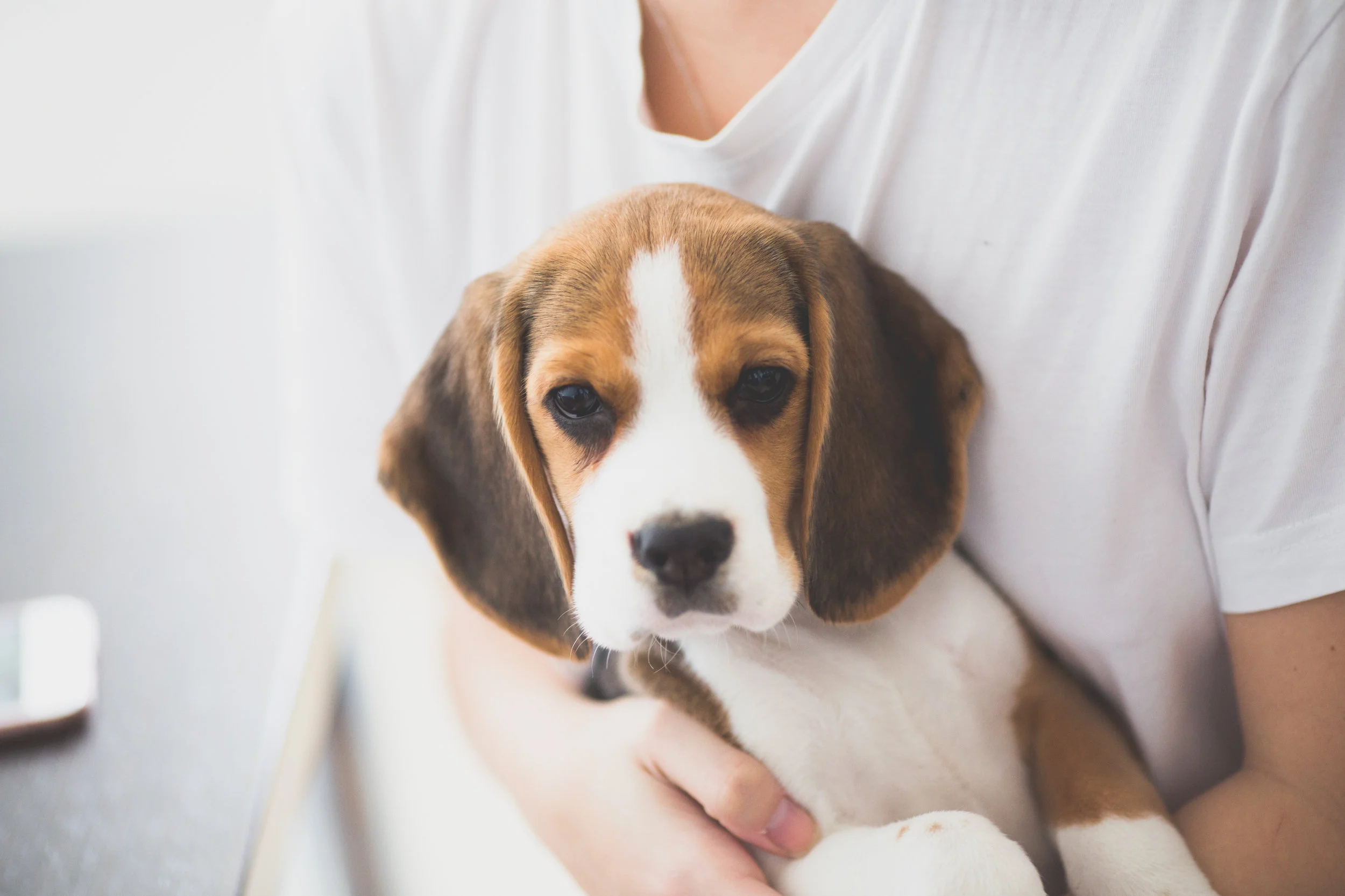 Welcome To Pet Pals