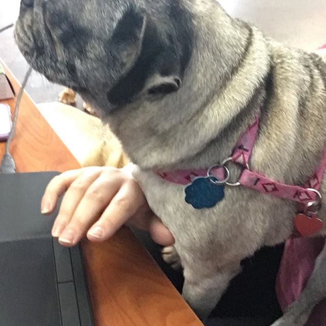 Puger was a big help the other day while working on the computer! #dogboarding #columbiacity #petpals