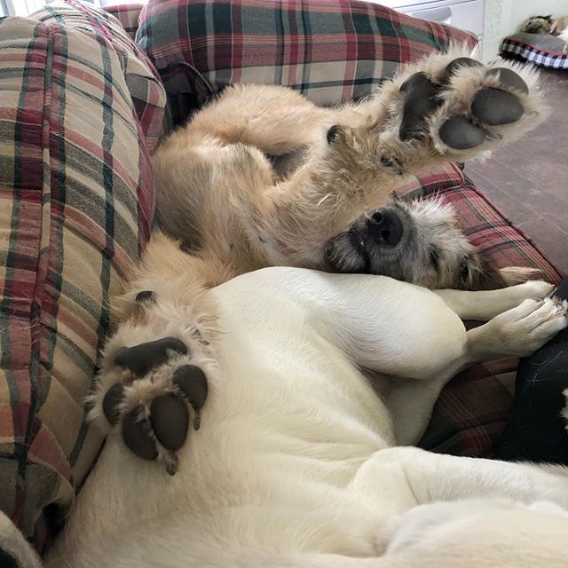 Dolly, the Irish wolf hound practicing her best &ldquo;Superman&rdquo; pose while napping! 😂😂😂 #petpals #columbiacity #doggydaycare