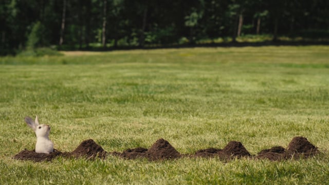 Verum // Rabbits
