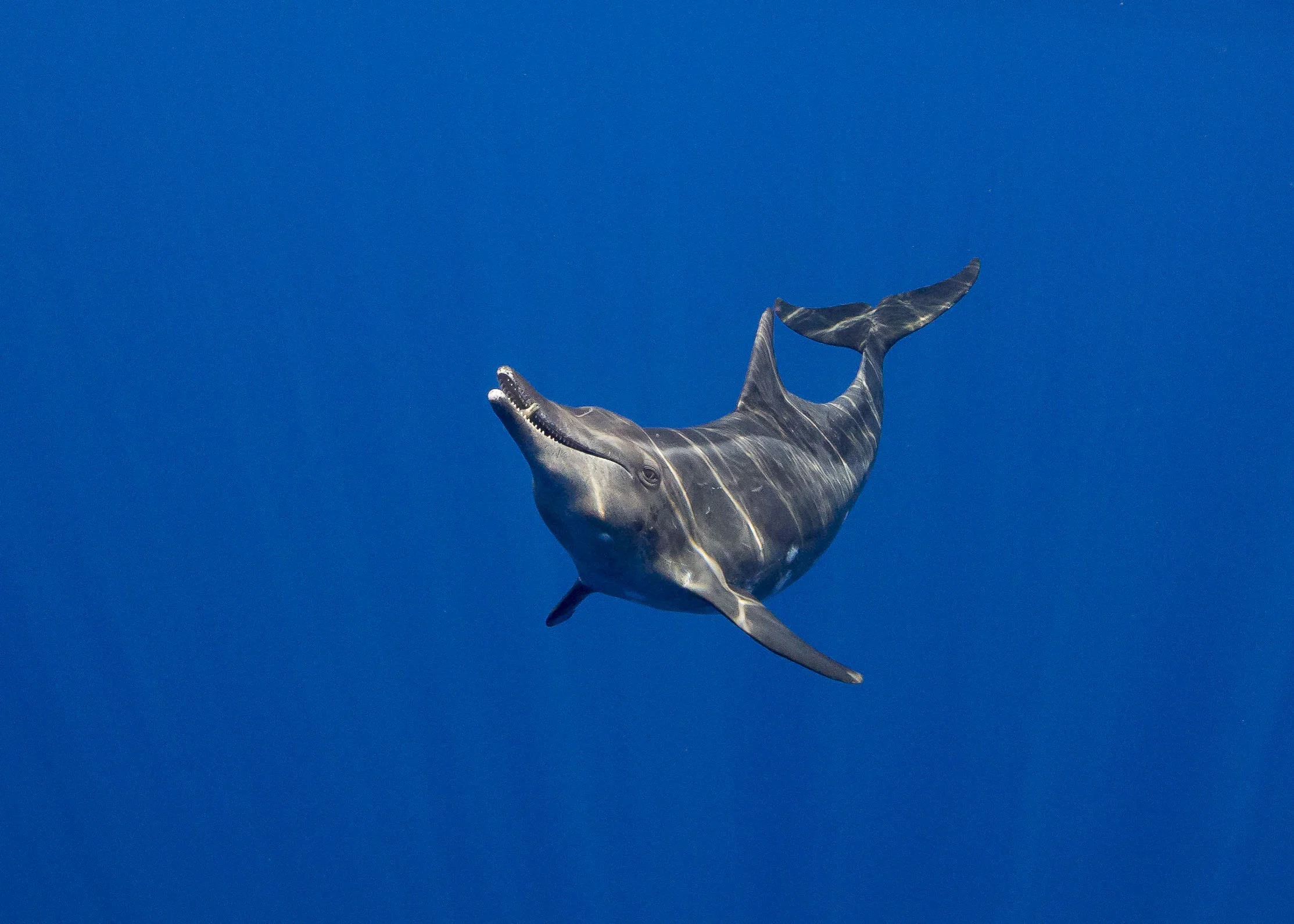 Rough-Toothed Dolphin (Steno)