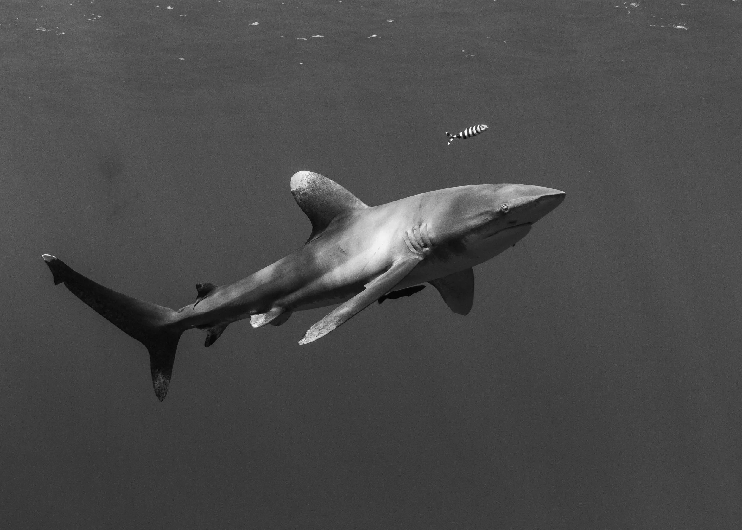 Oceanic White Tip Shark