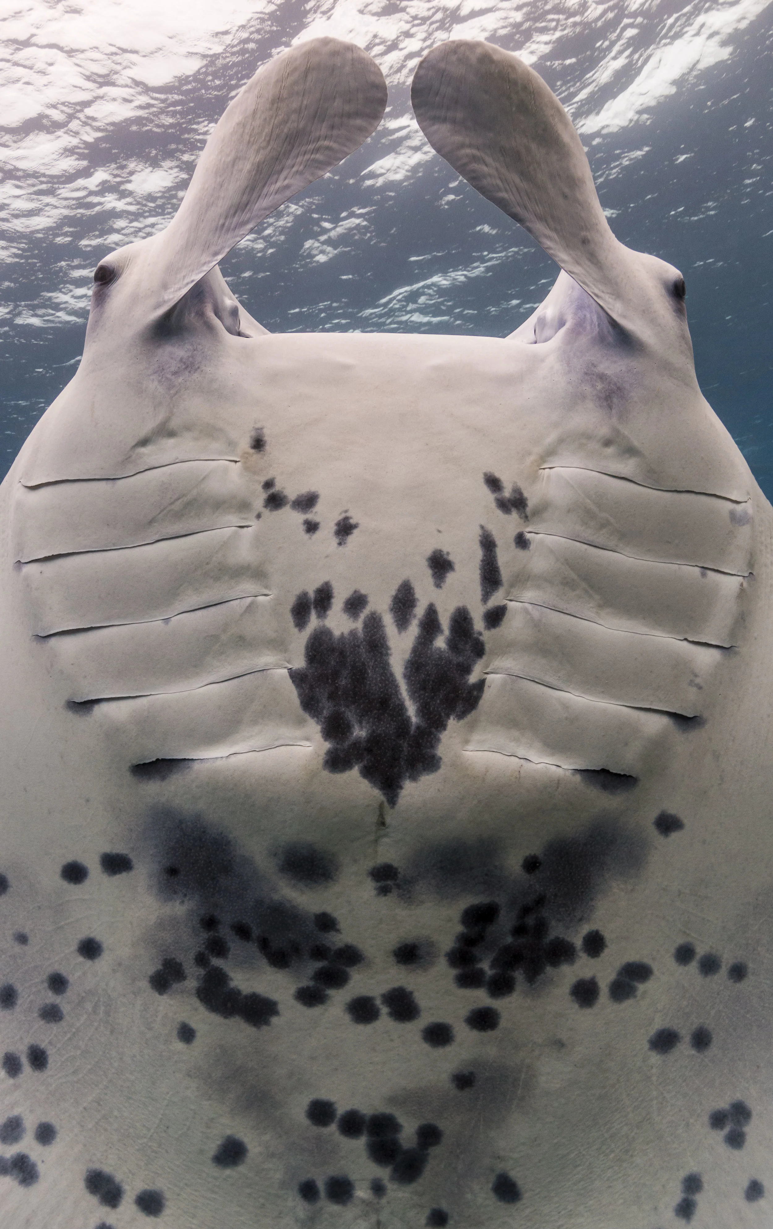 Manta Ray