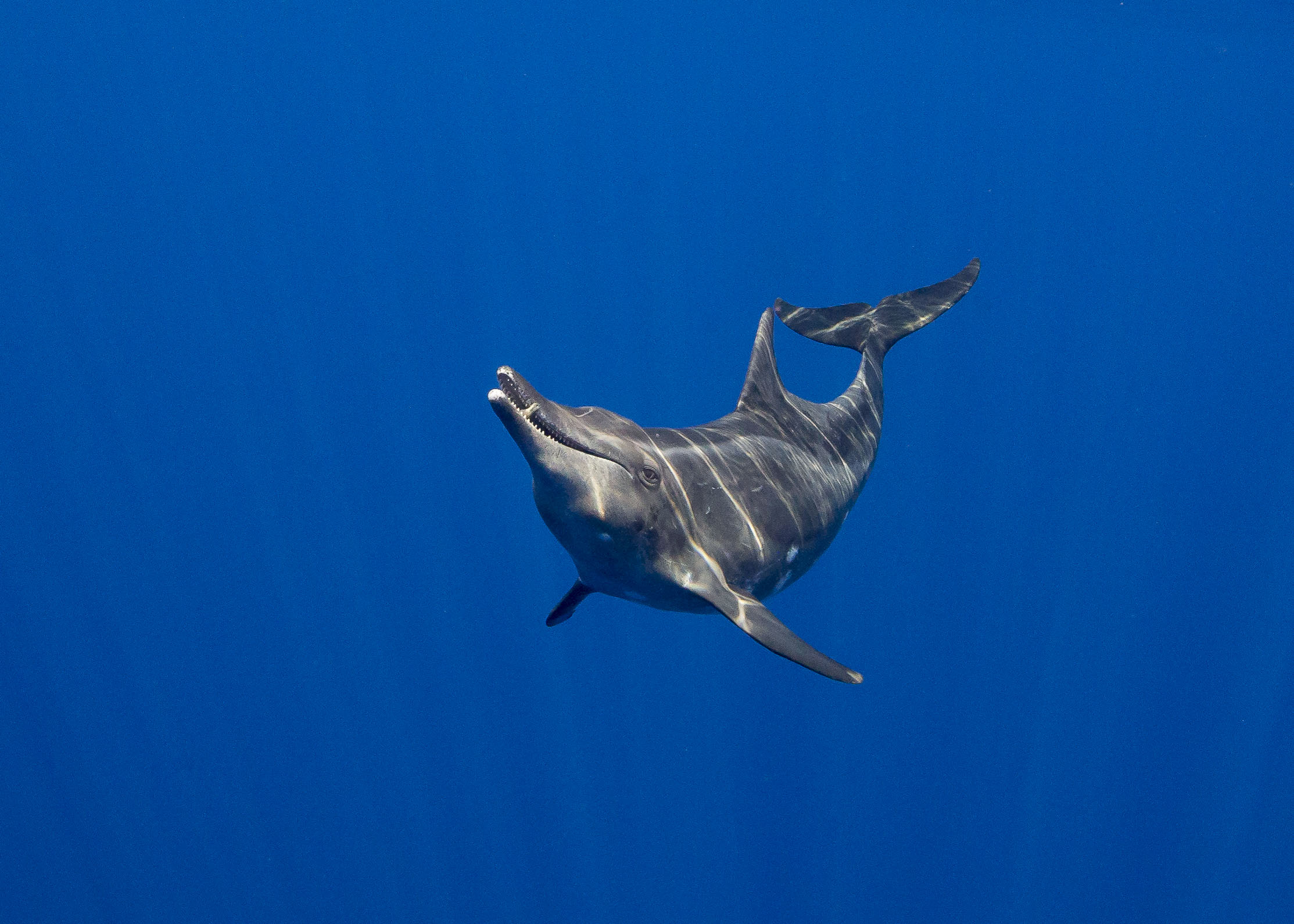 Rough-Totthed Dolphin Grabs A Snack