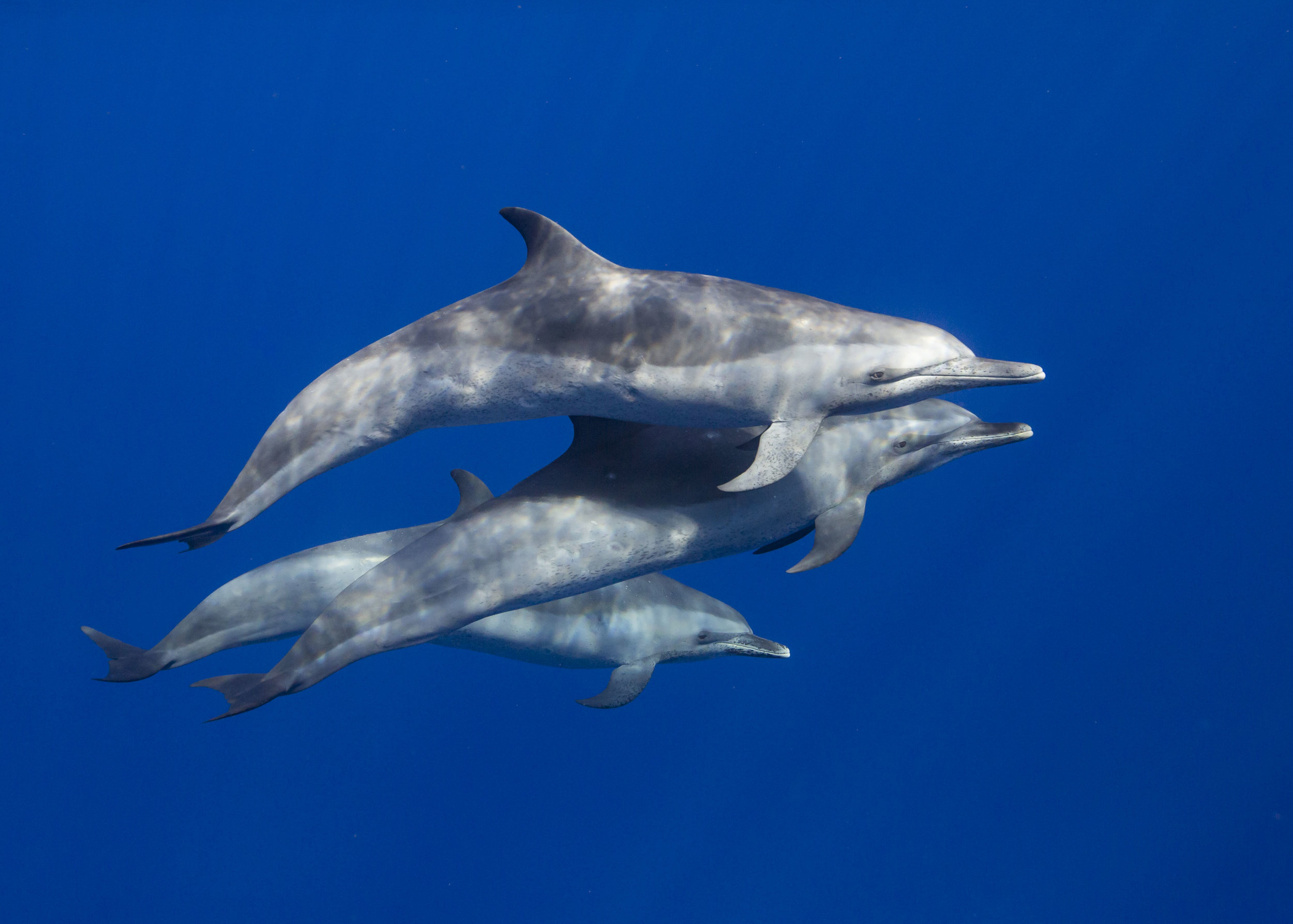 Pantropic Spotted Dolphins