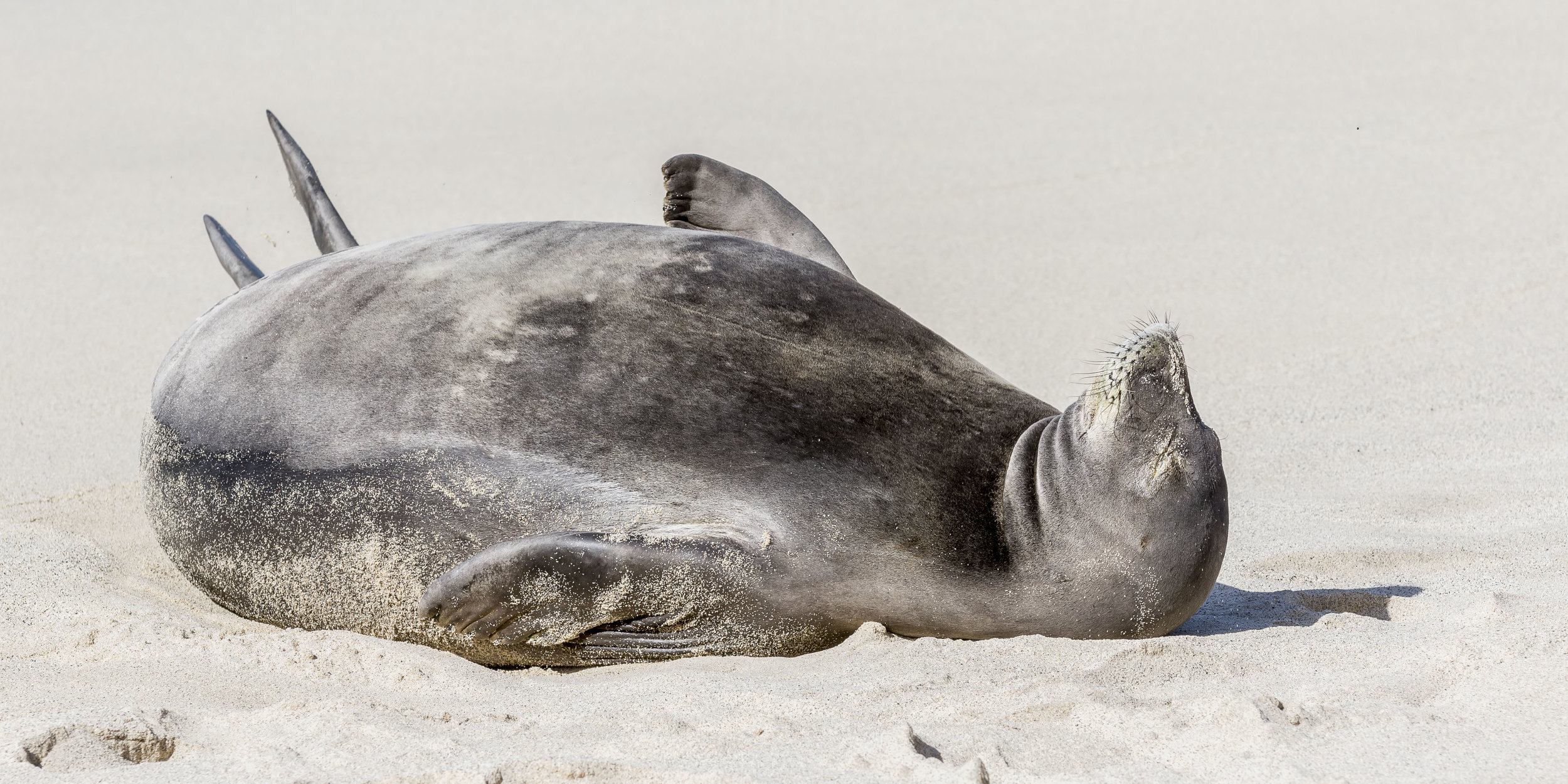 Critically Endangered Hawaiian Monk Seal Lounging