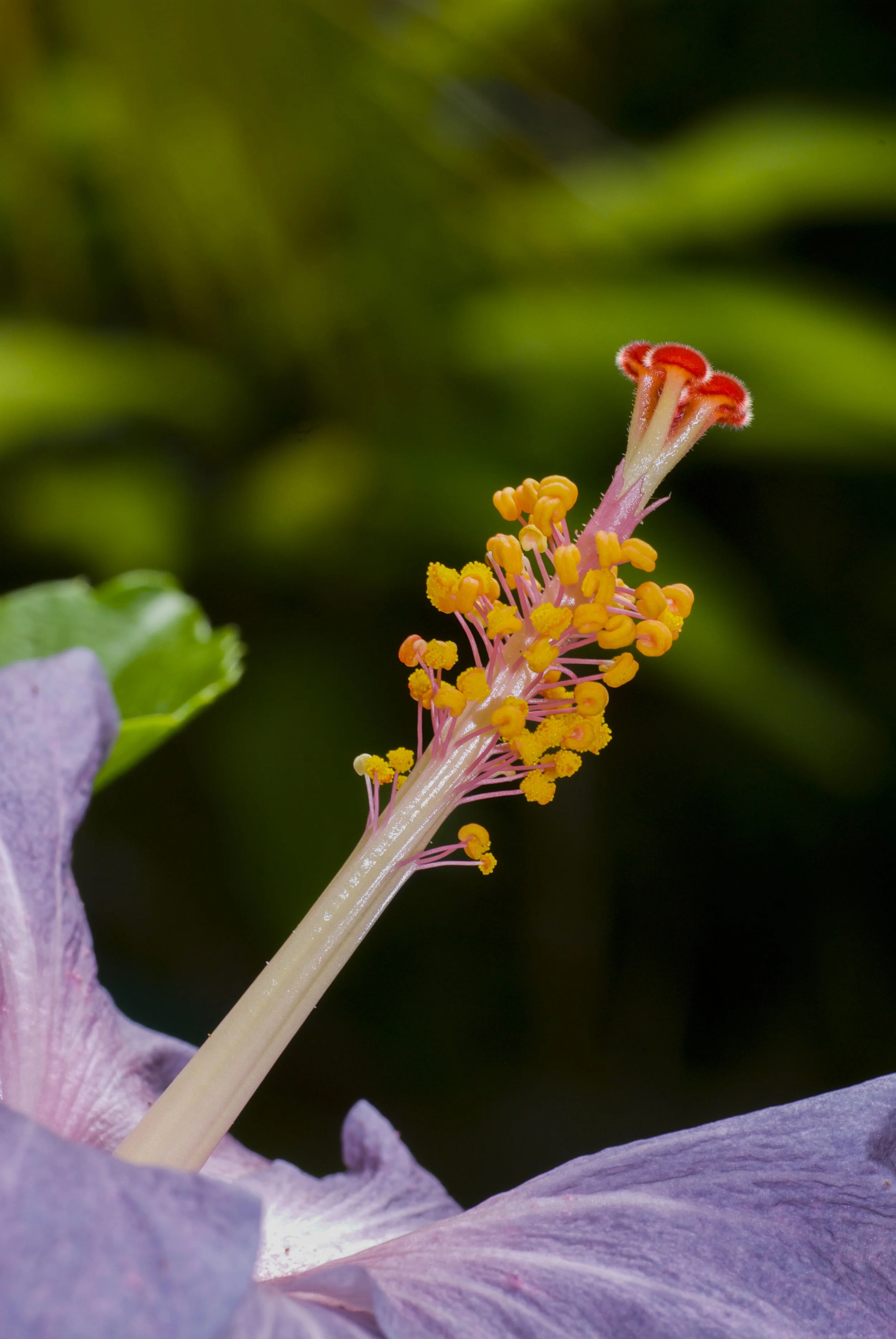 FlowerStamin.jpg