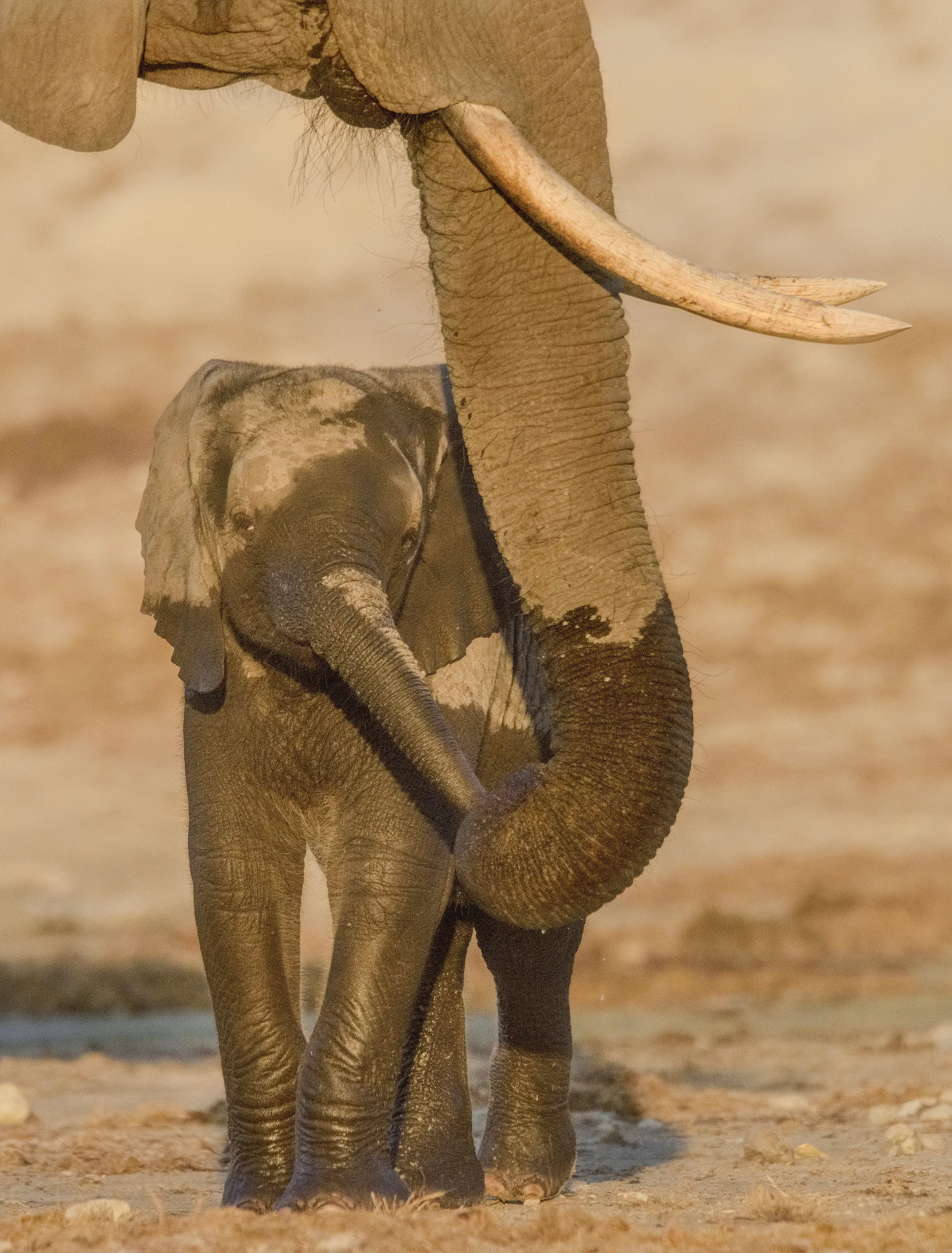 Nature's Best Africa High Honors Award