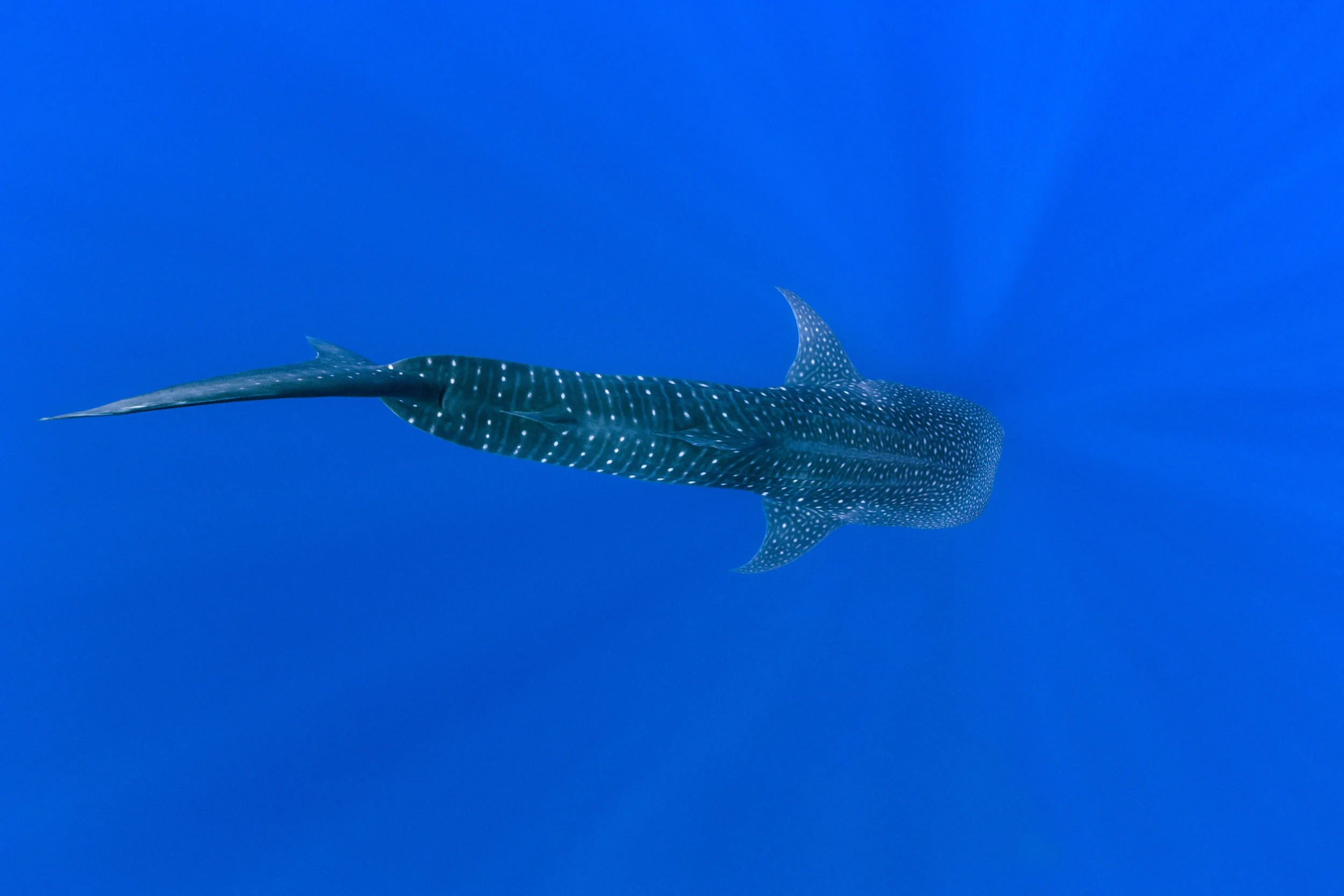Whale Shark