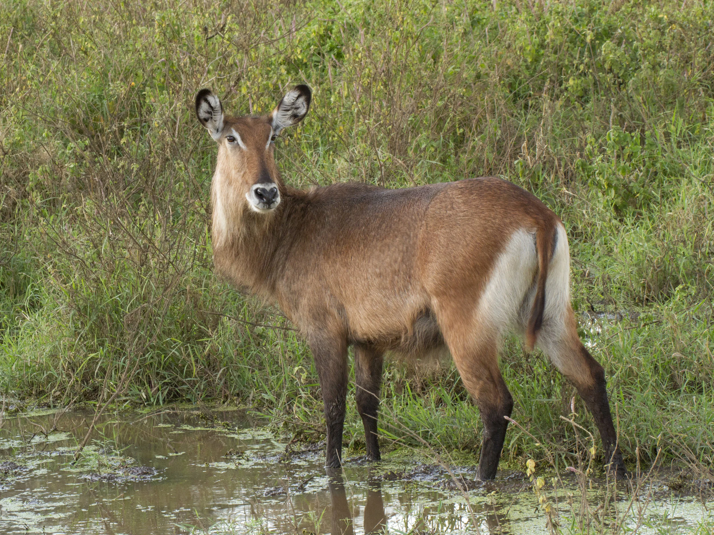 Water Buck