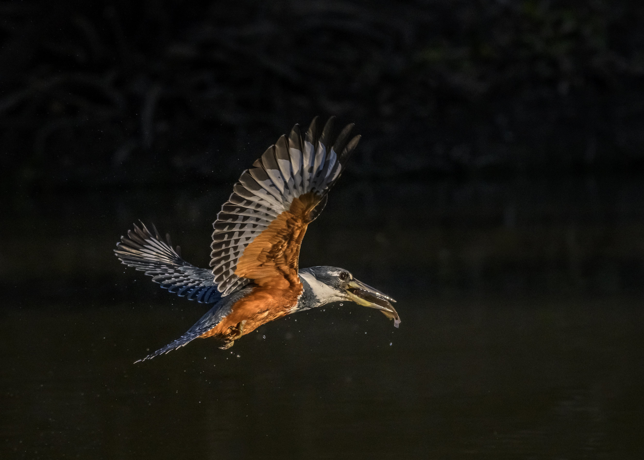 King Fisher With Piranha