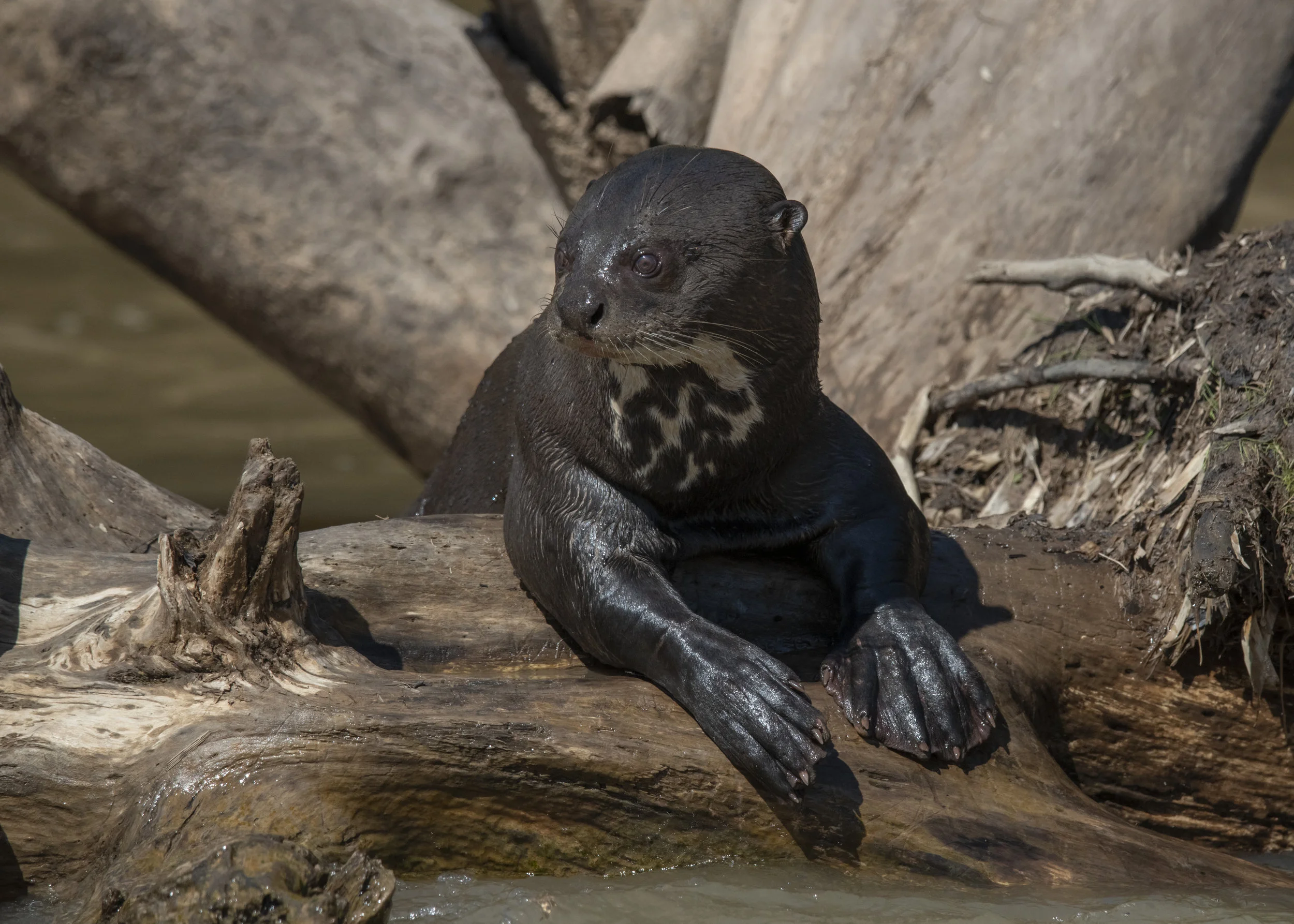 Giant River Otter