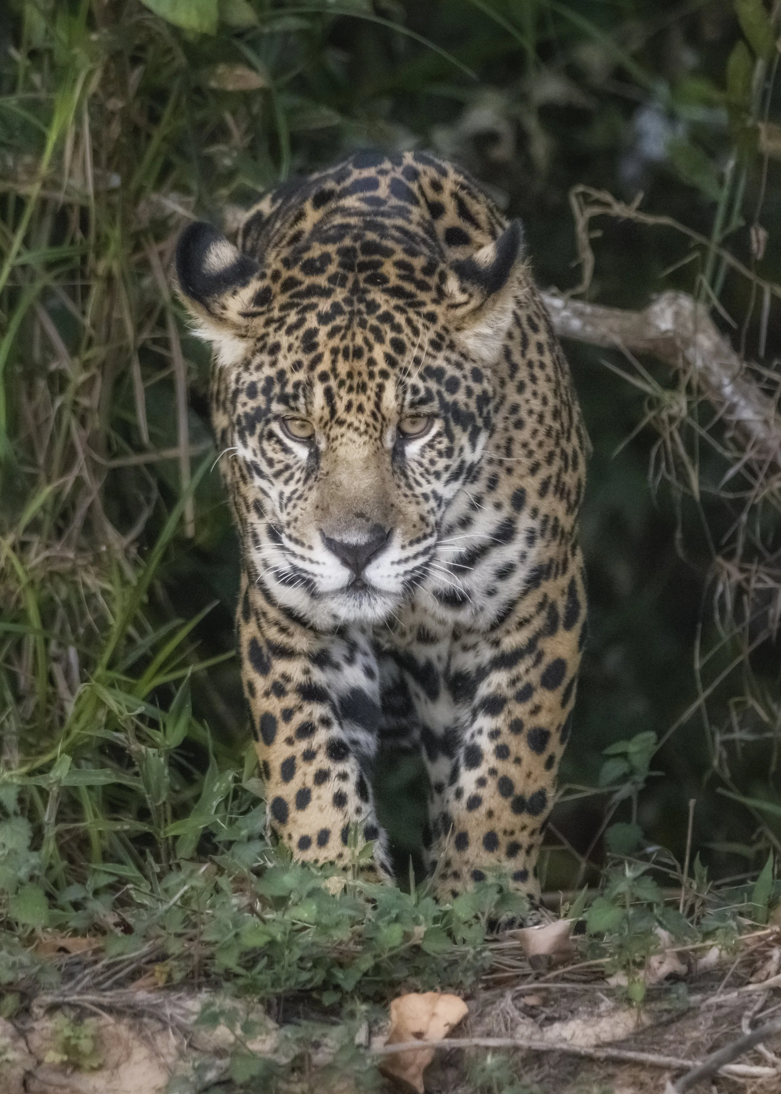 Pantanal_2018_2063-Edit.jpg