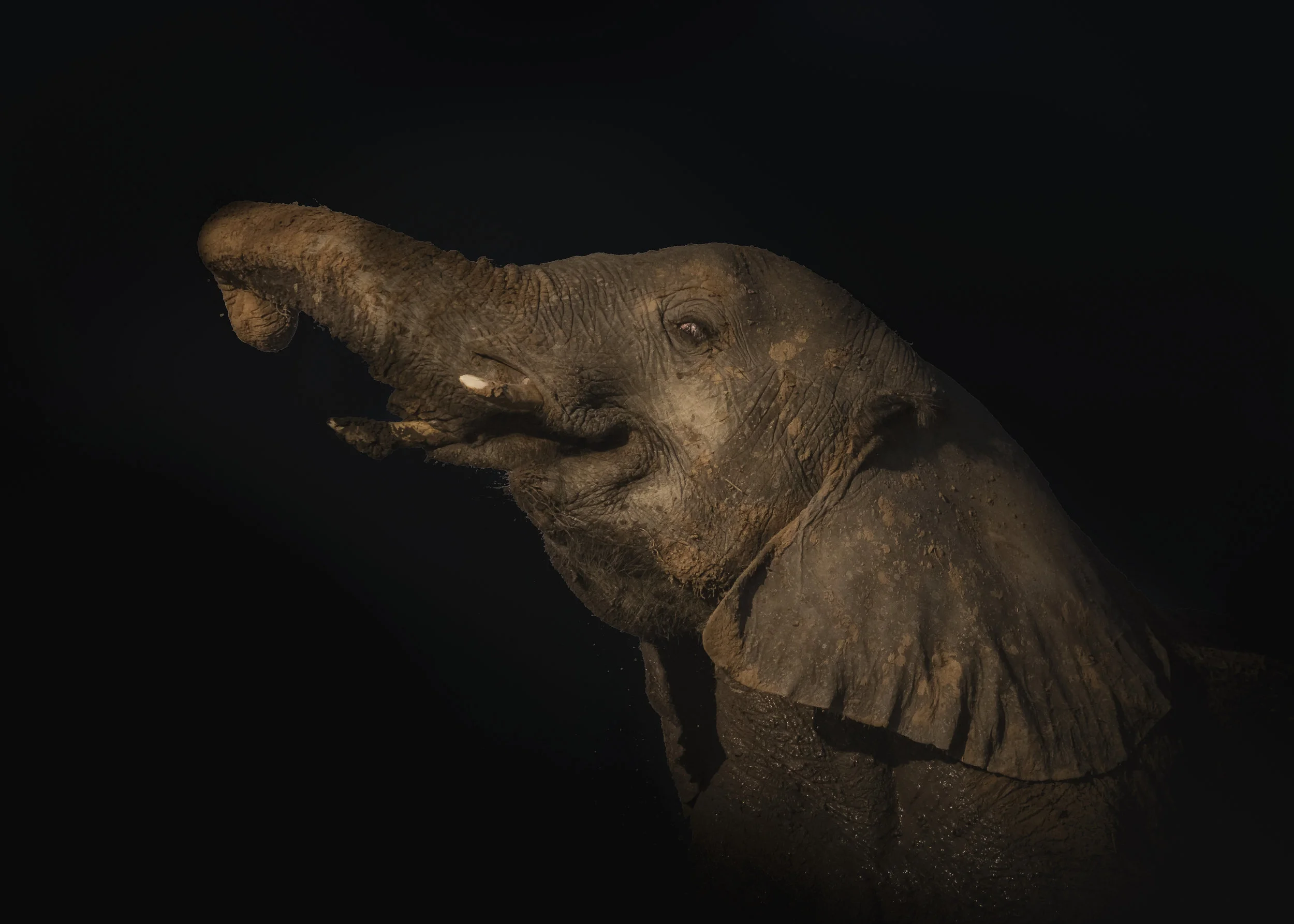 Elephant Trumpeting