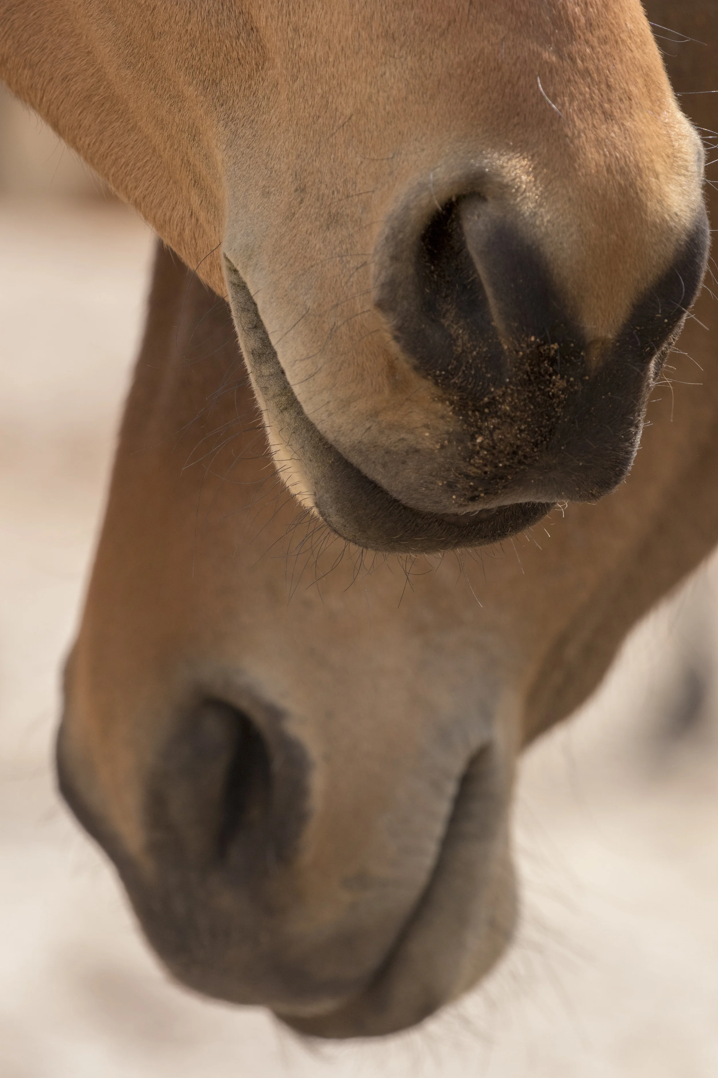Wild Horses