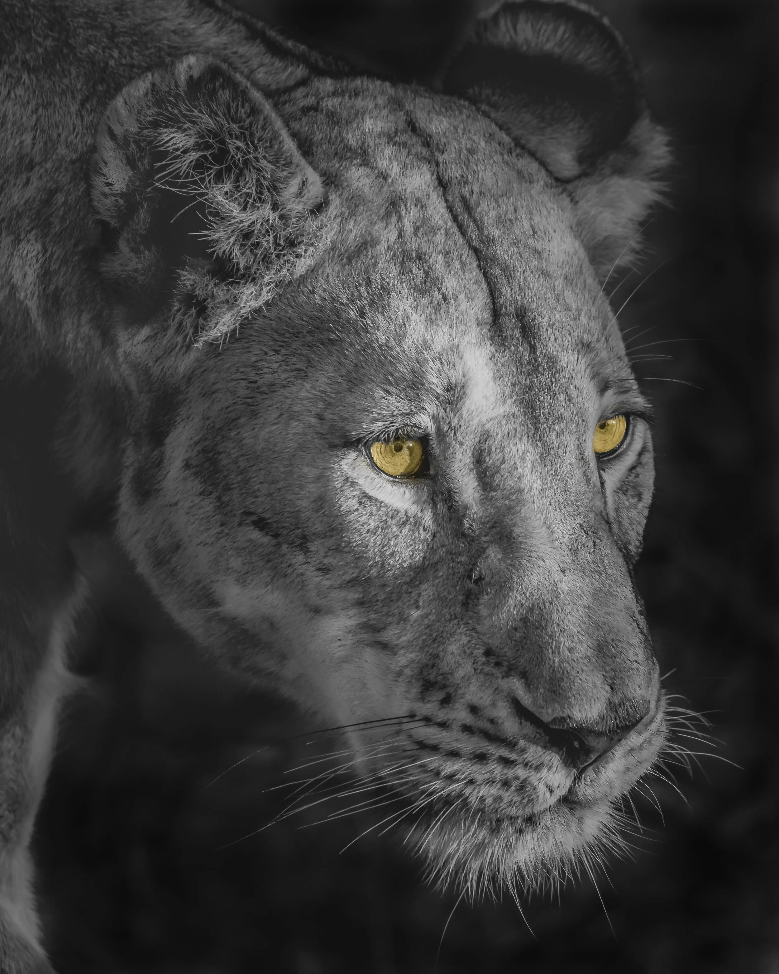 Lioness At Night
