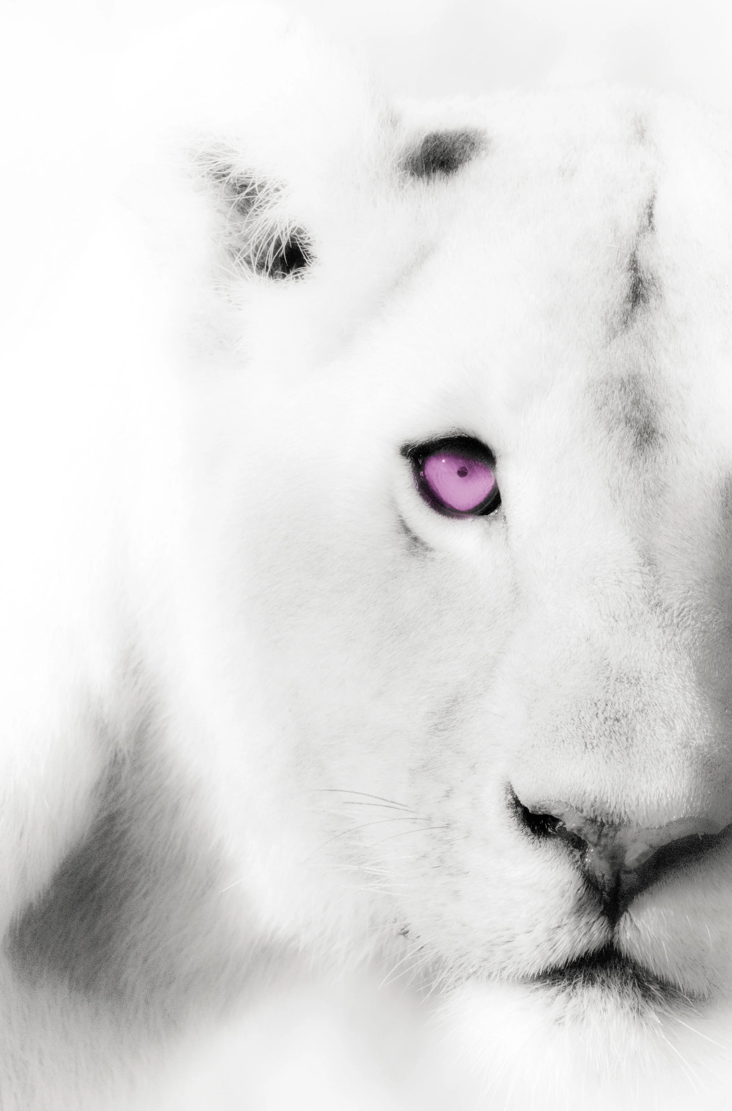 Artistic Lioness