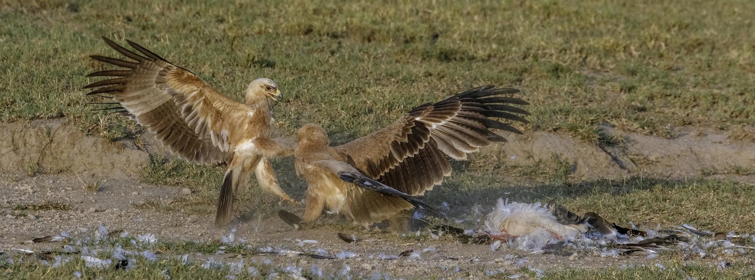 Tawny Eagels Fighting Over Food (Ndutu, Tanzania)