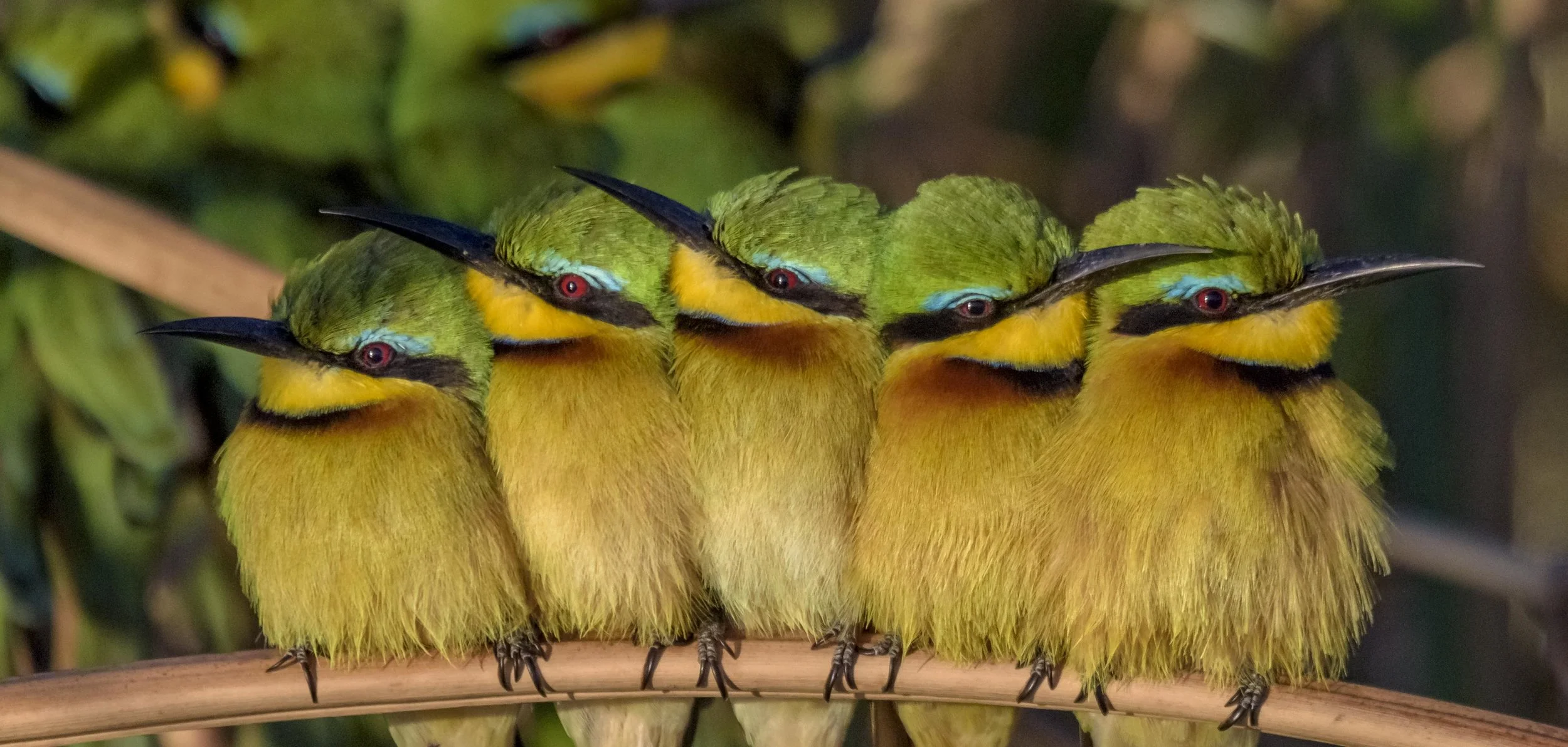 Bee Eaters (Botswana)