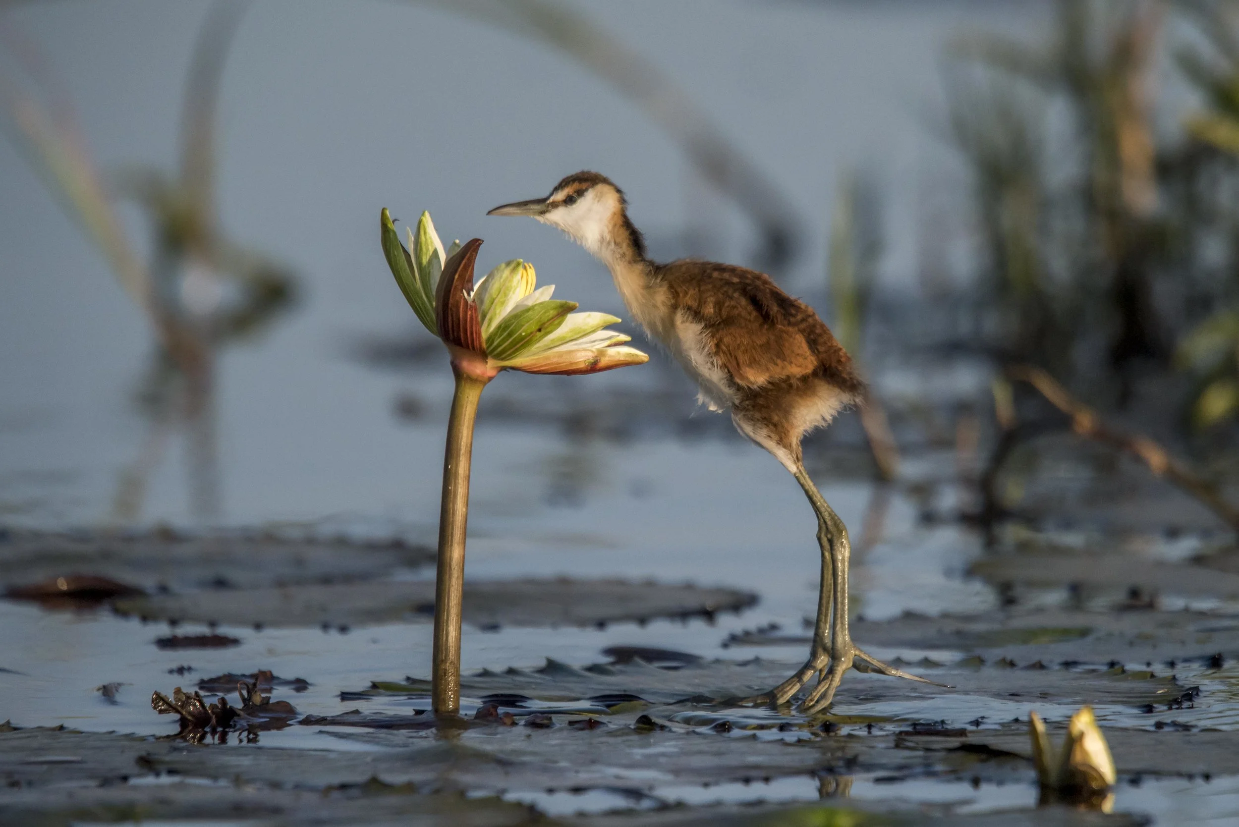 African Jacana Chick (Botswana)