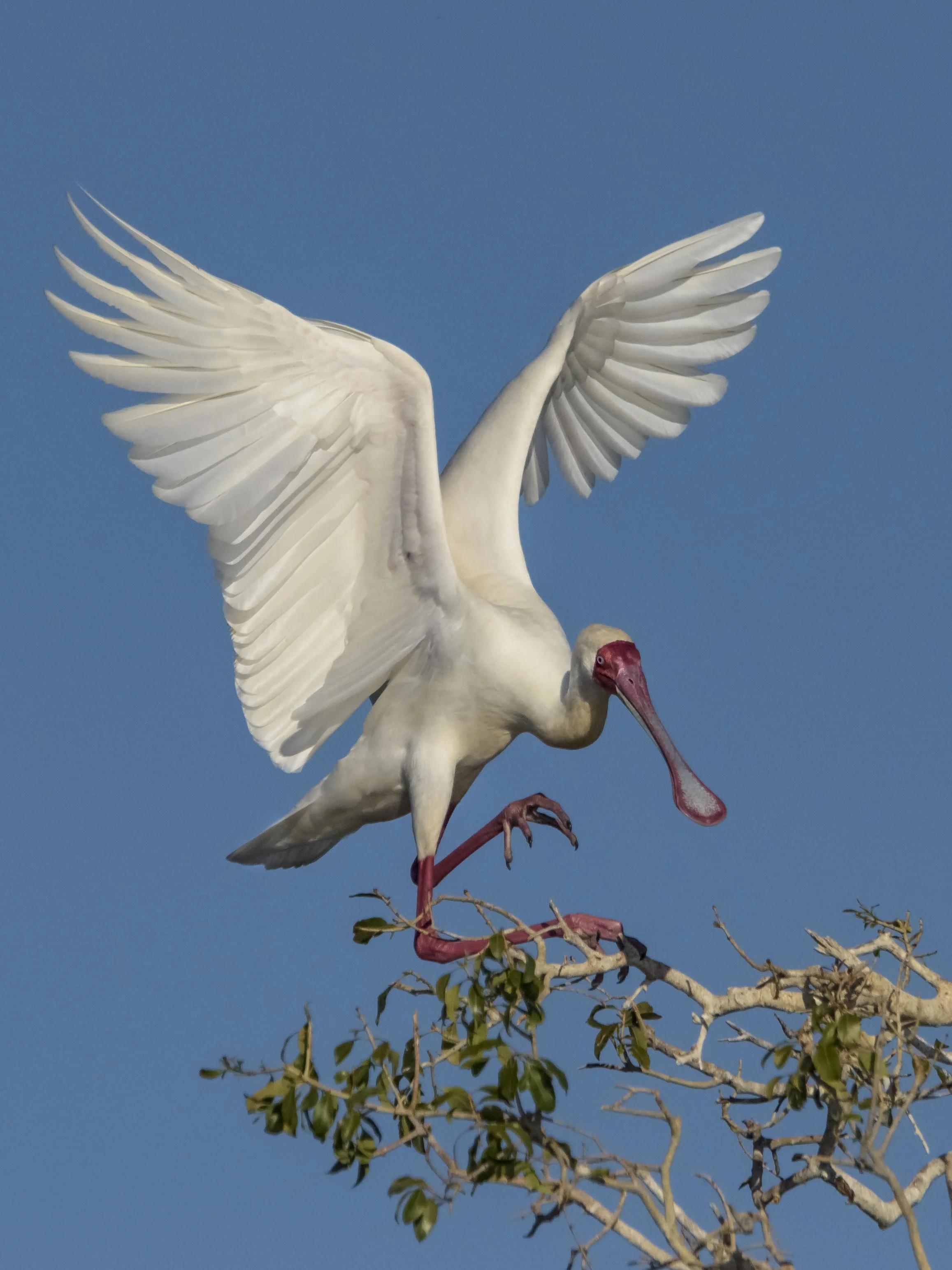 Spoon Bill Stork