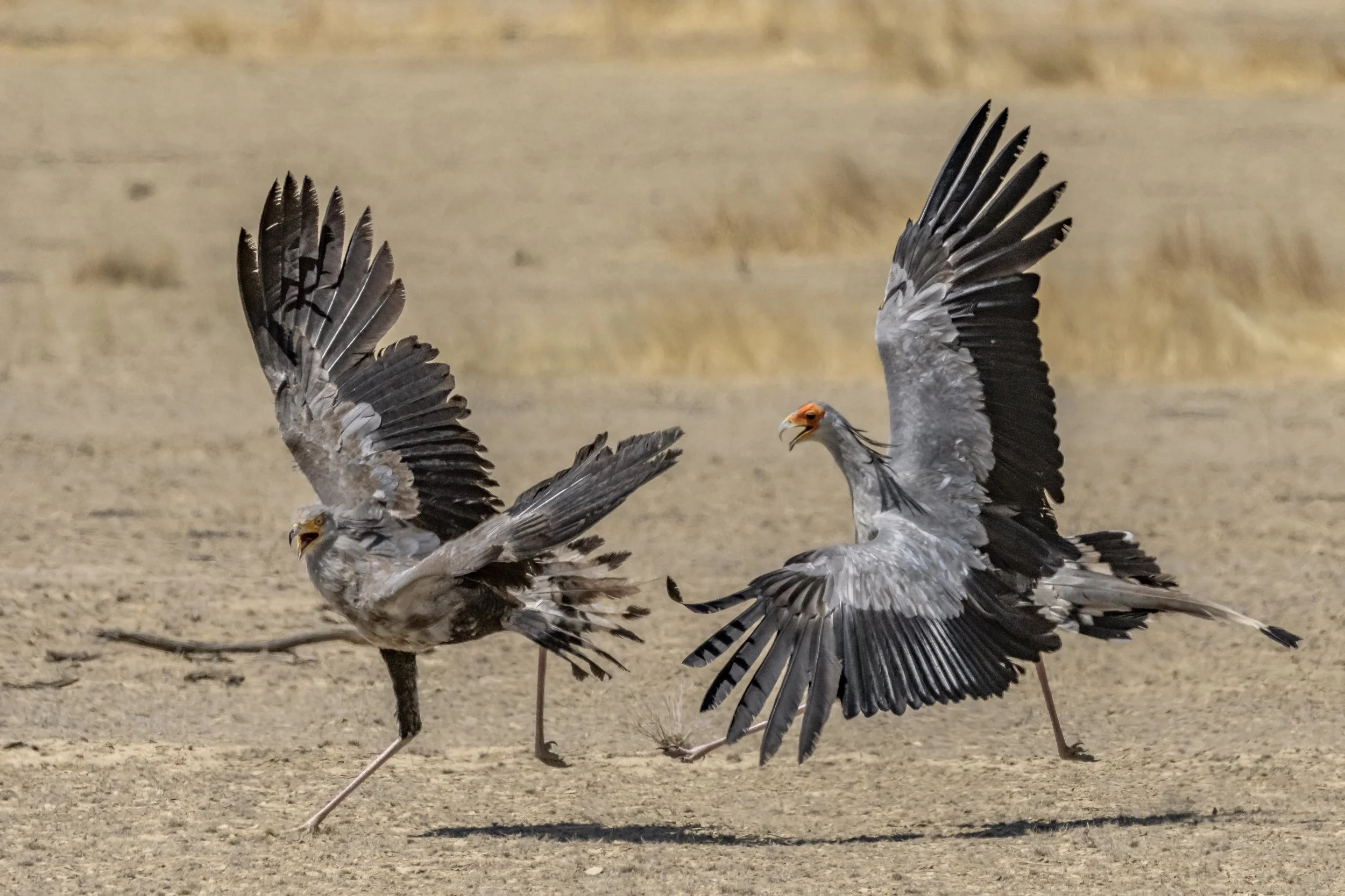 Secretary Birds (South Africa)