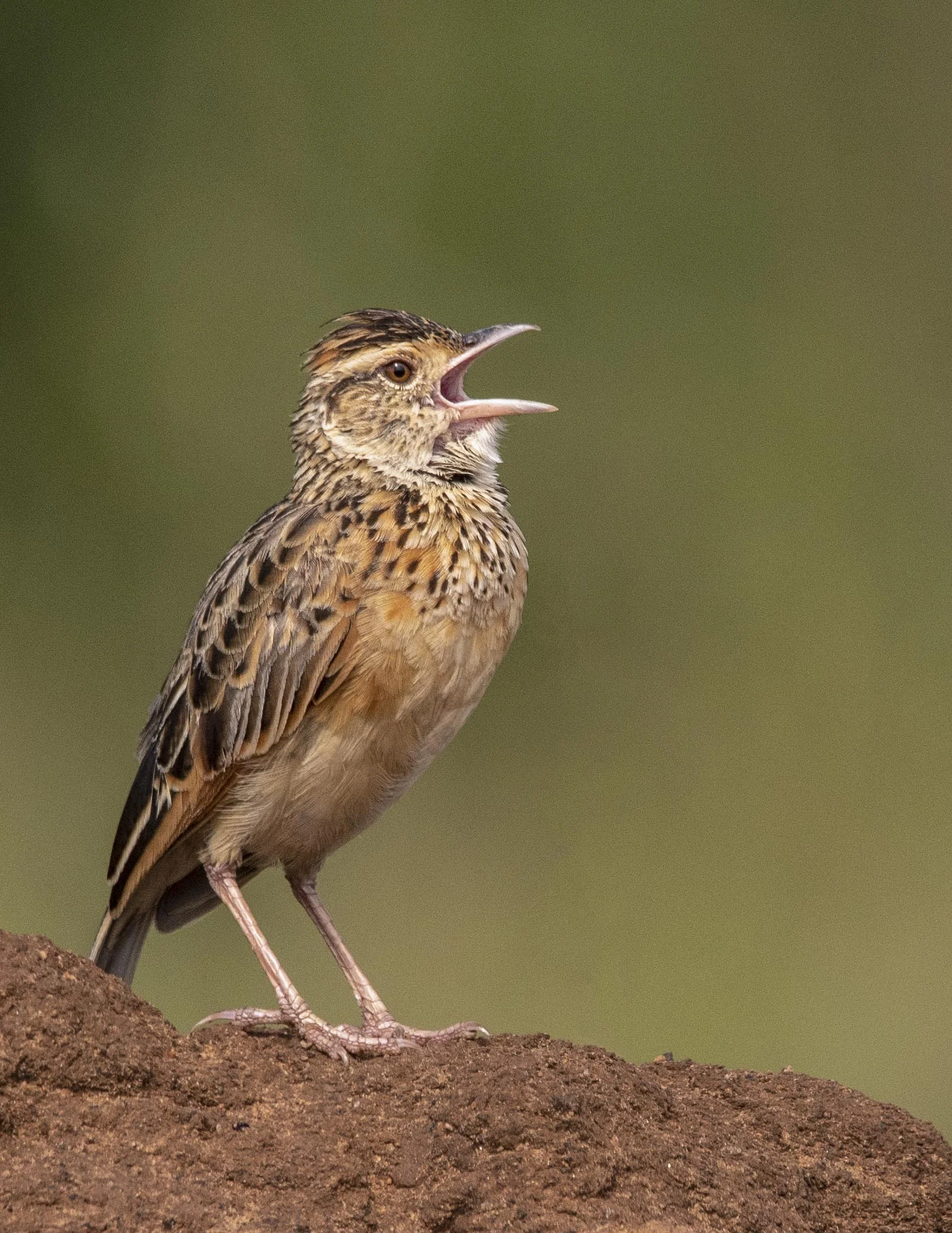 Mara_Ndutu_20189415-Edit.jpg