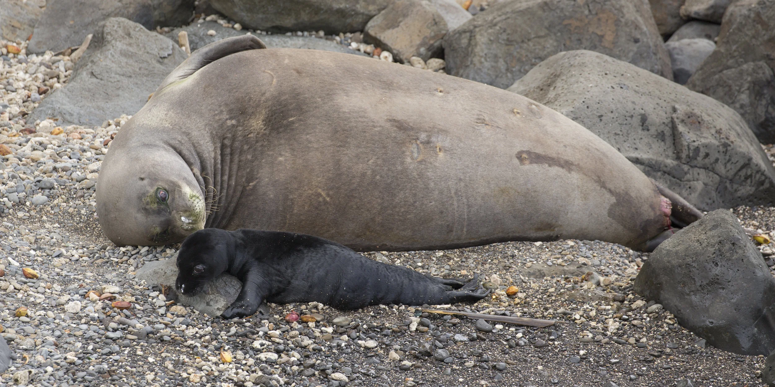 Hawaiian Monk Seal With New Born Pup (W34)