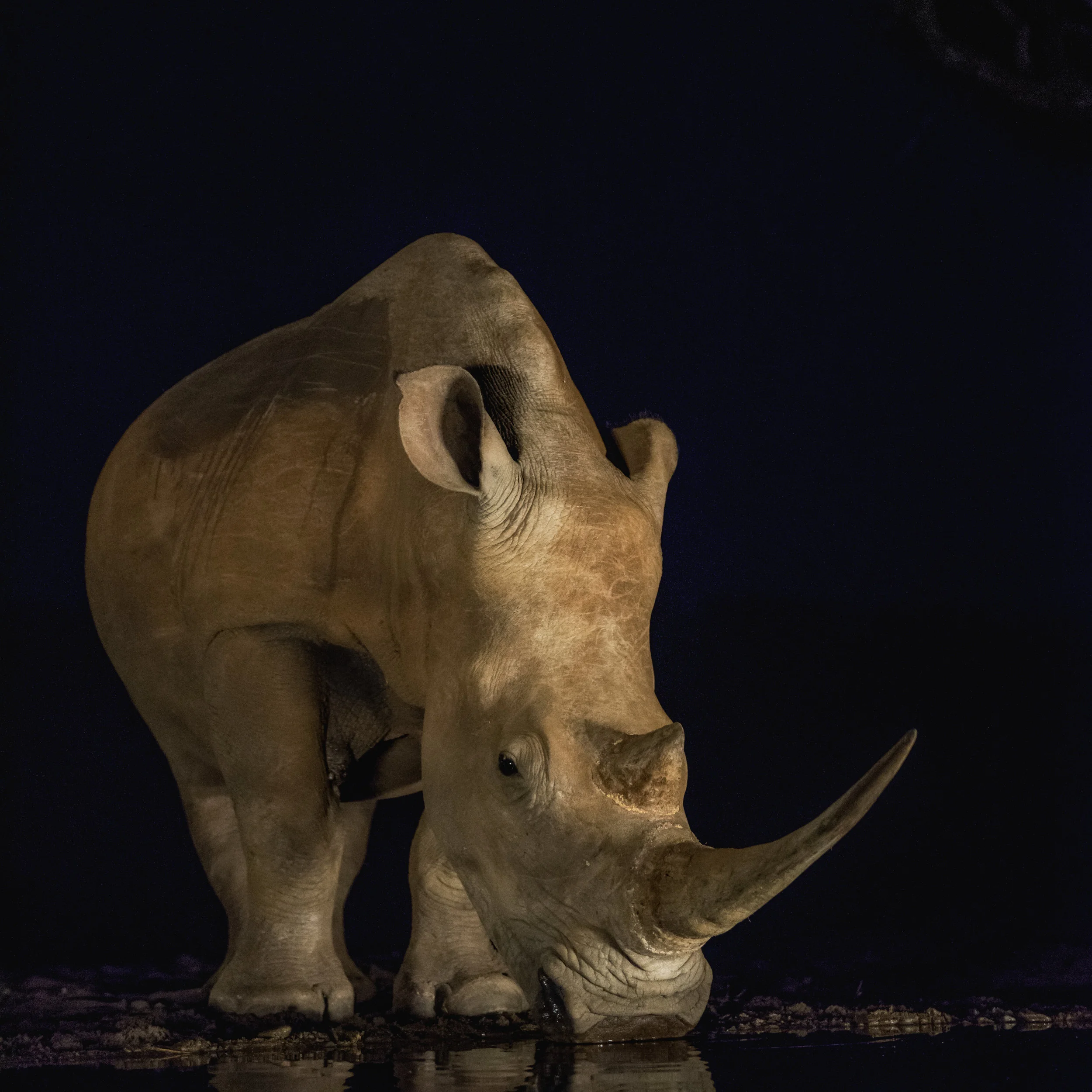 A Mystical Encounter With A Rhino Horn