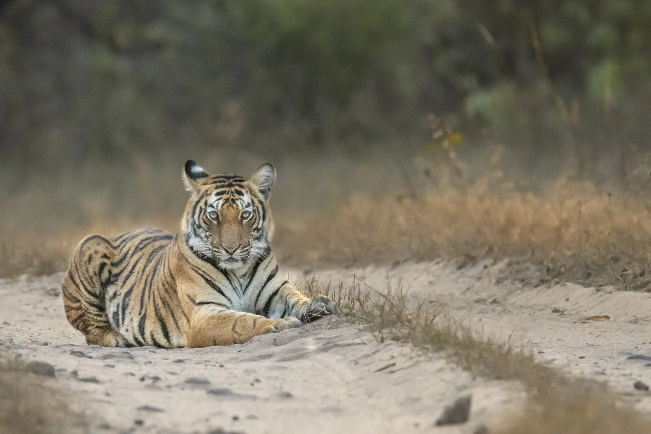 India_Bandhavgarh_2019_0273.jpg