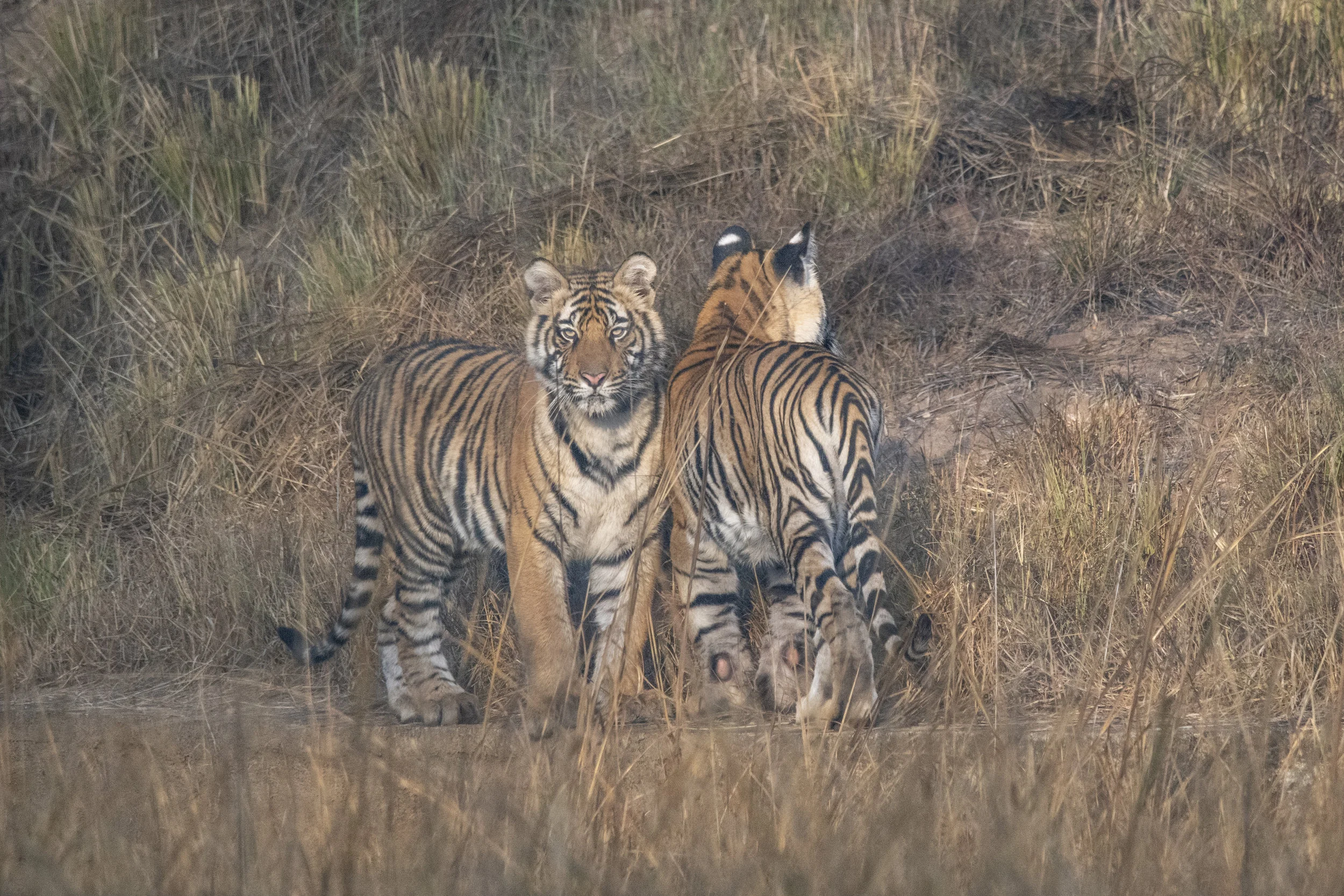 India_Bandhavgarh_2019_0383.jpg