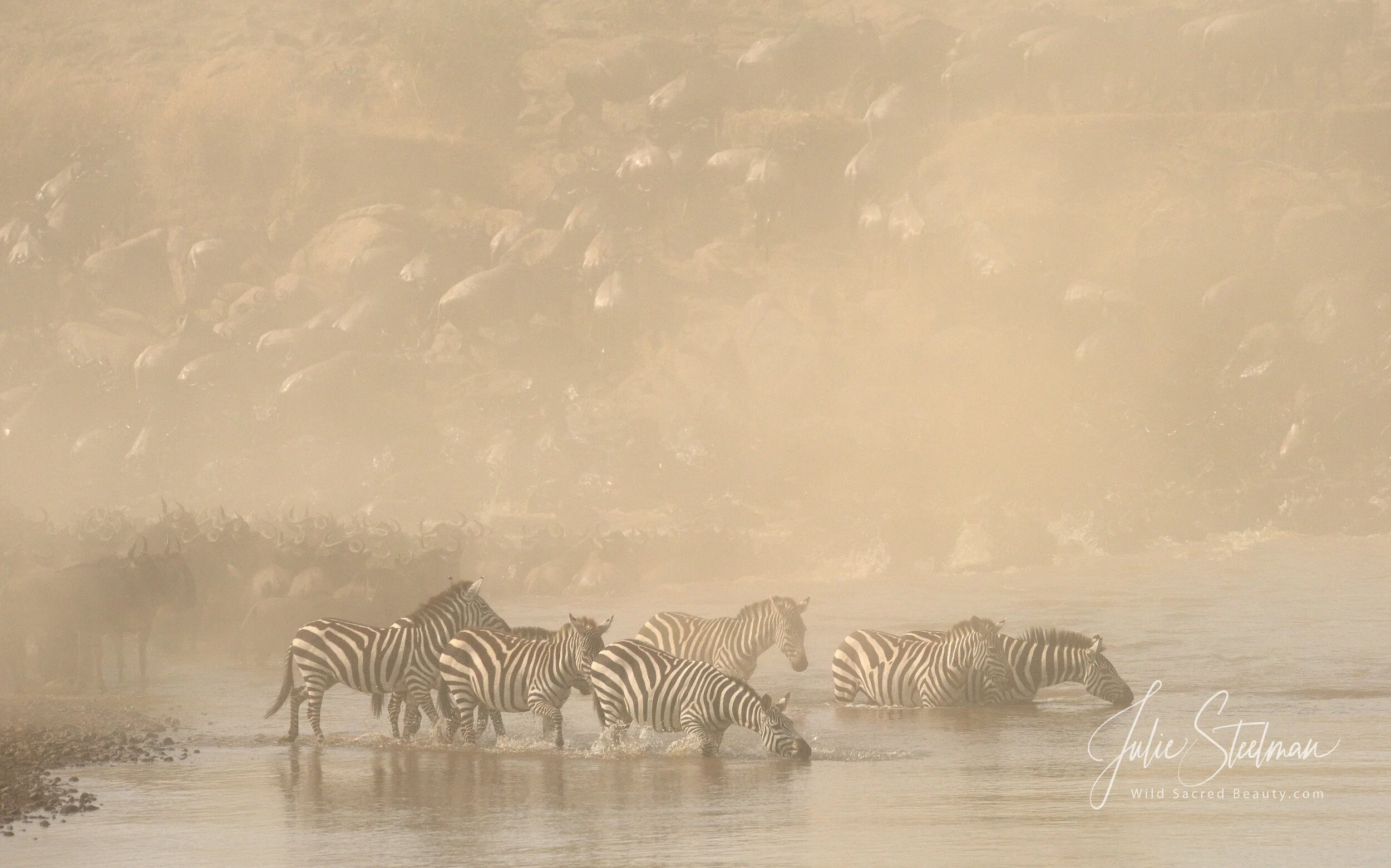 Zebras