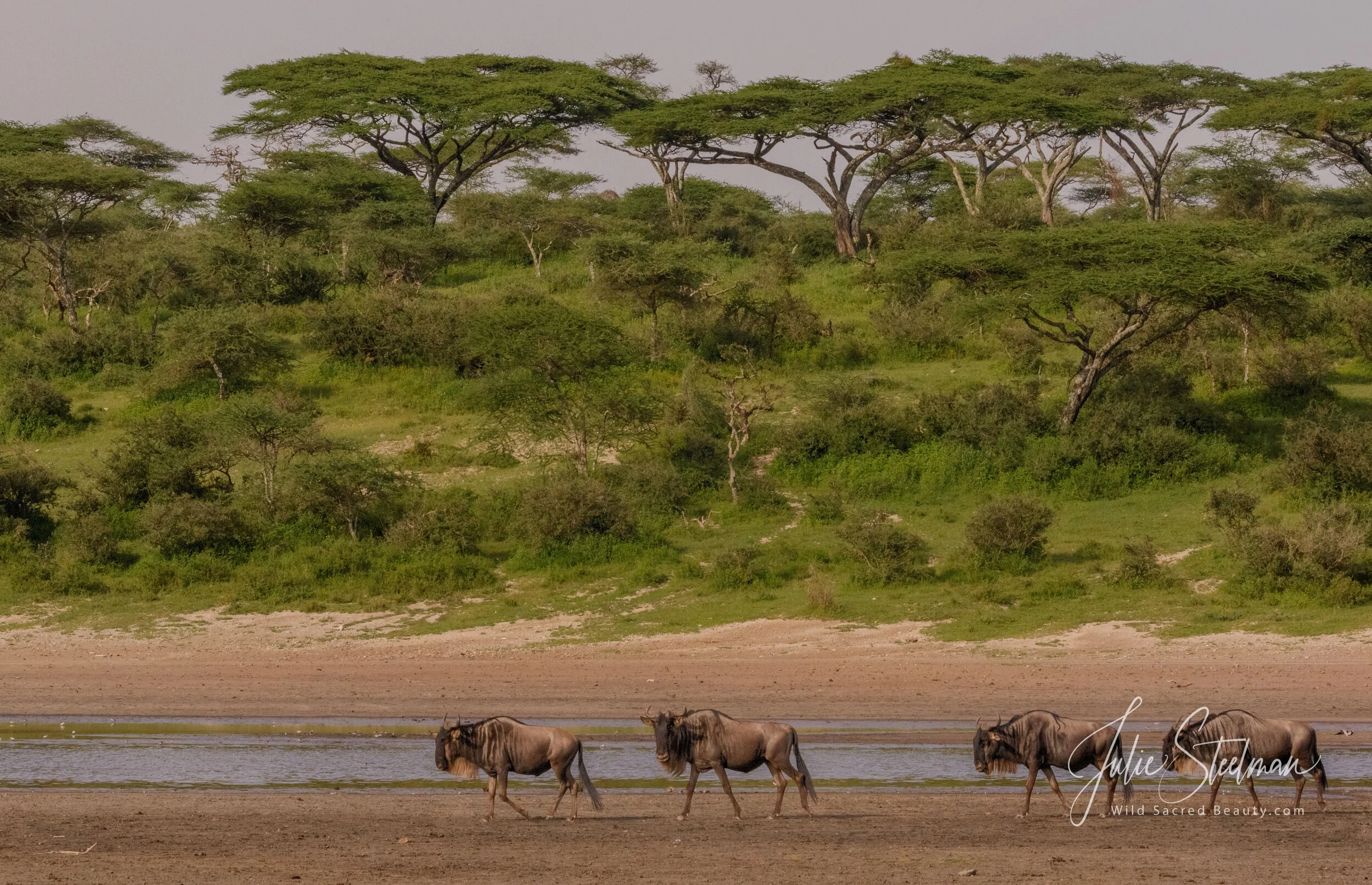 Wildebeest