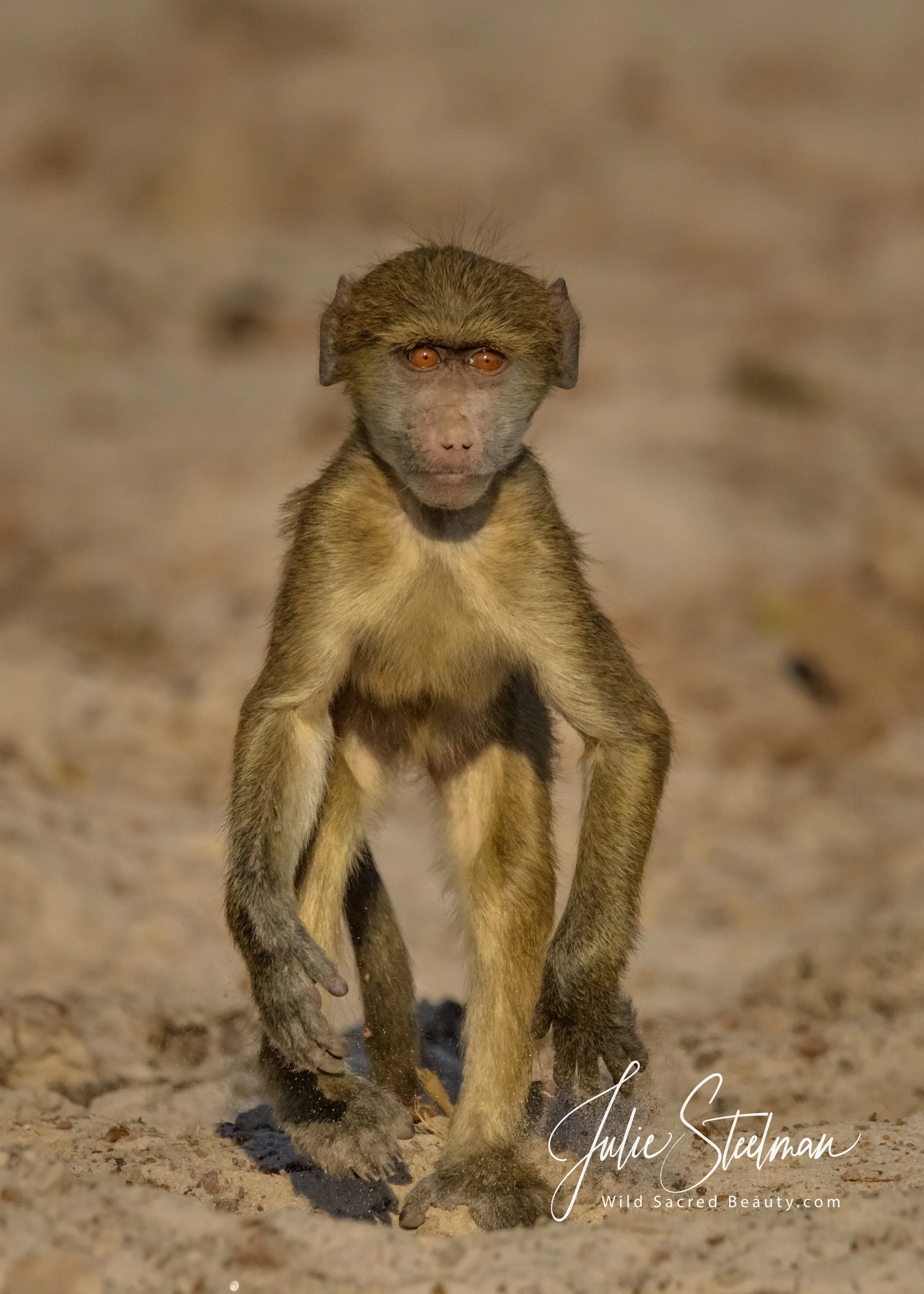 Chacma Baboon