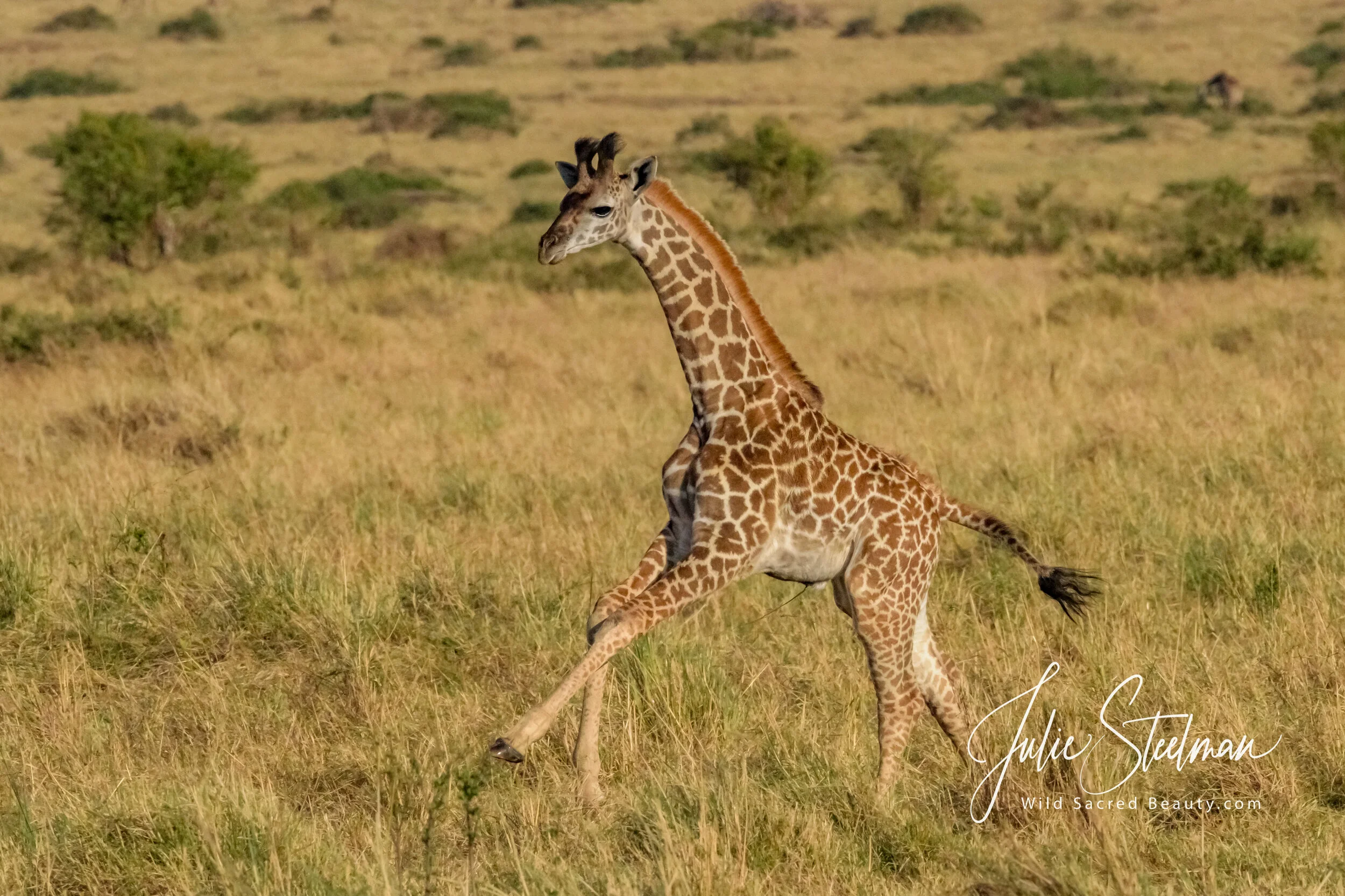 Giraffe