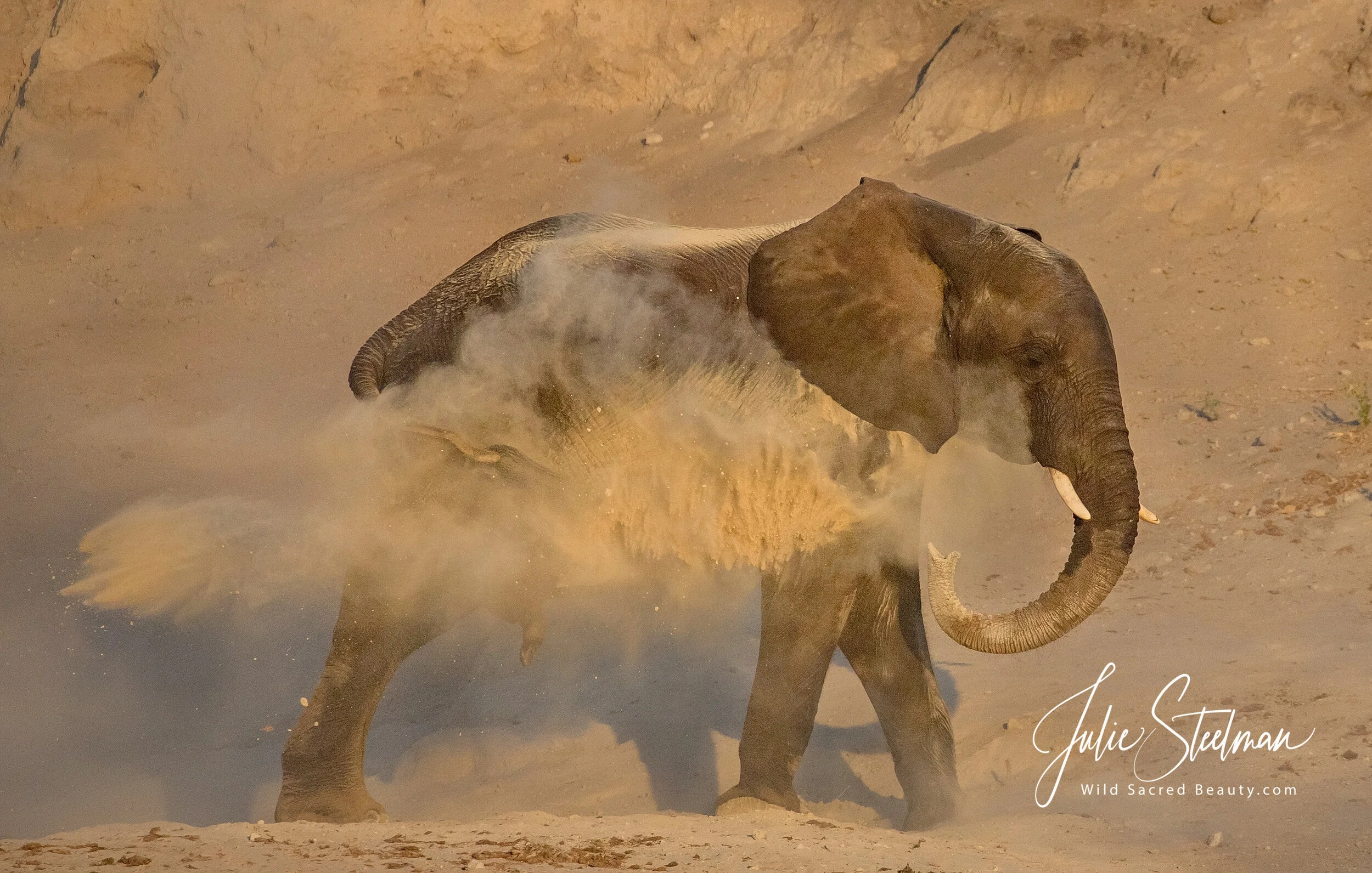 Elephants