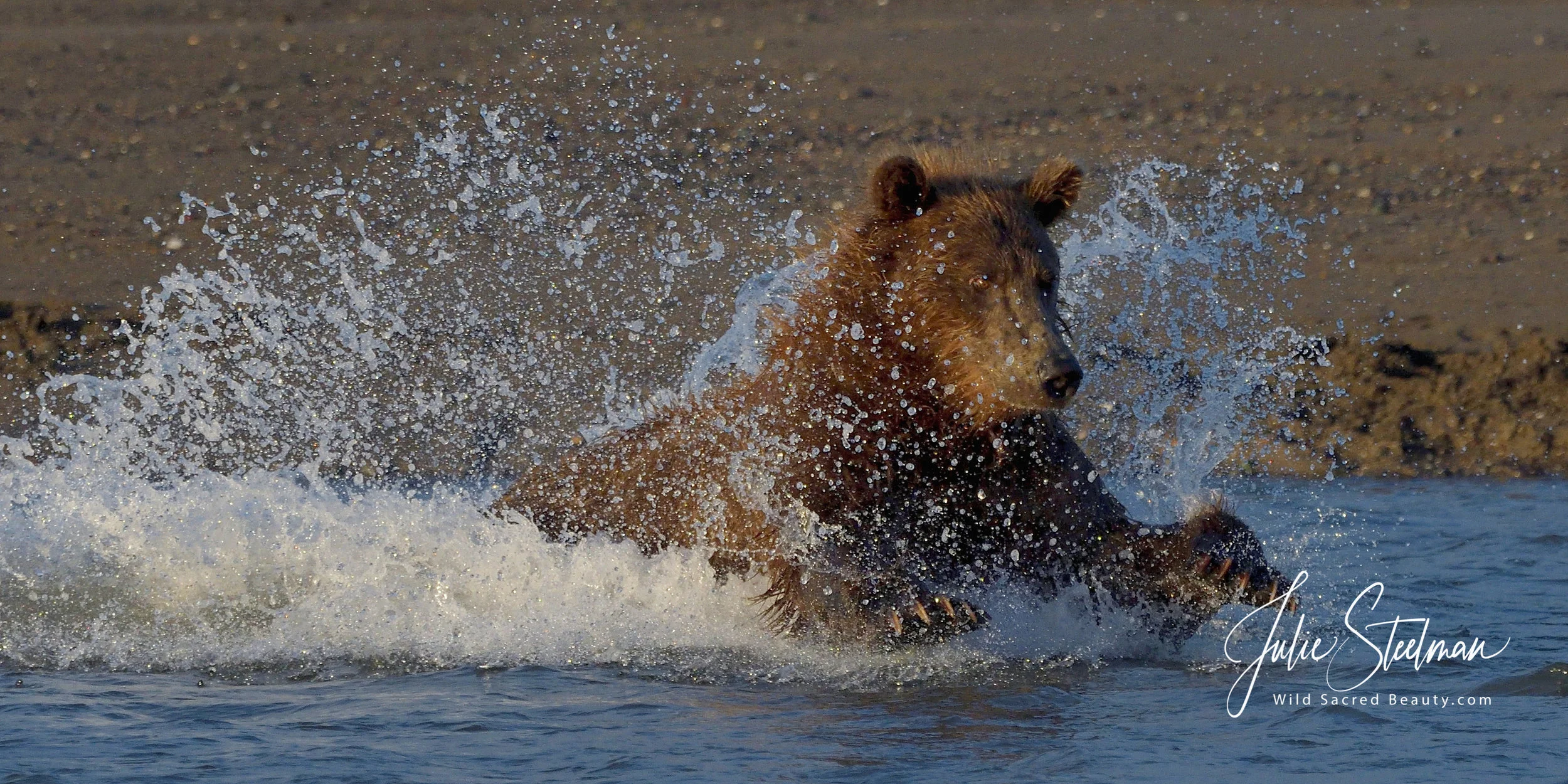 Grizzly Bear