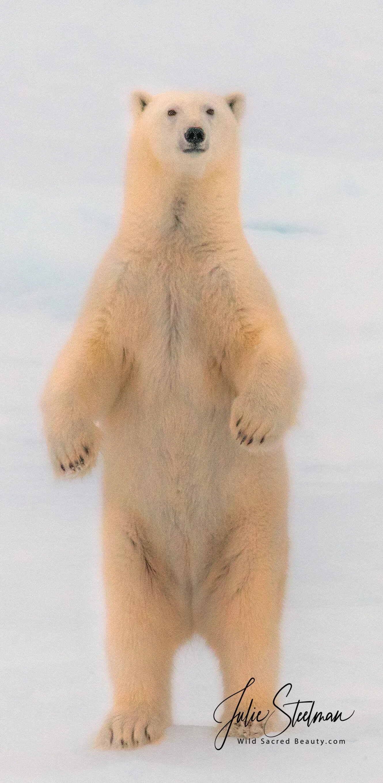Polar Bear