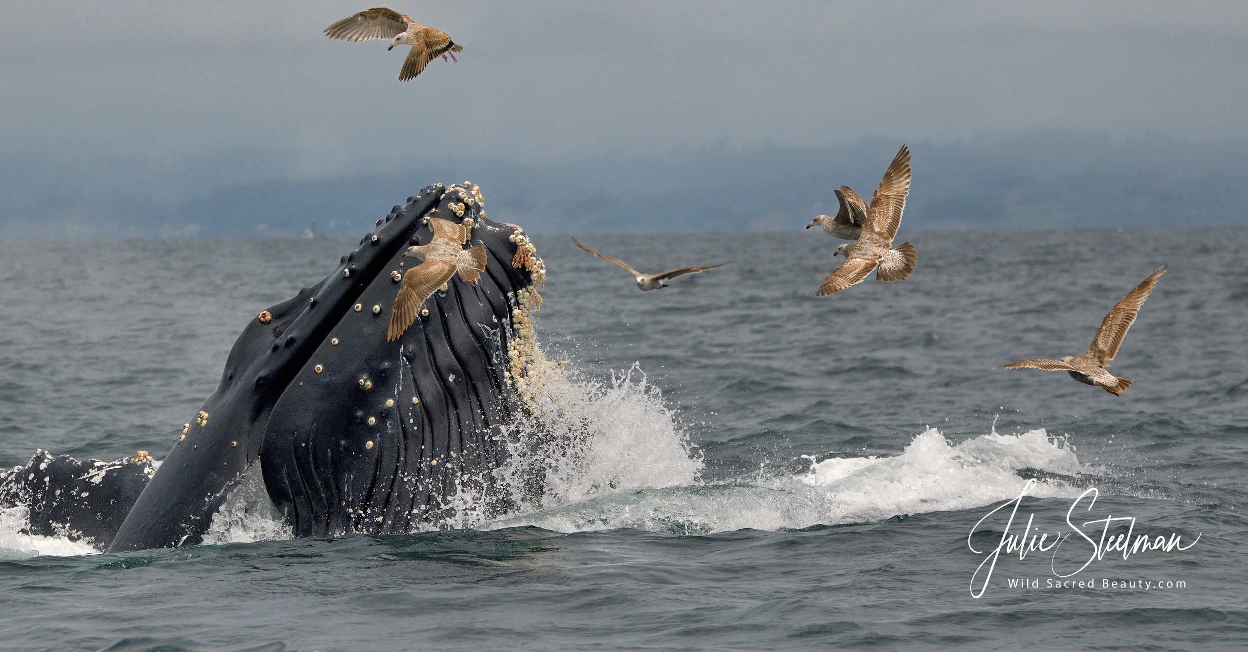 Humpback Whales Feeding