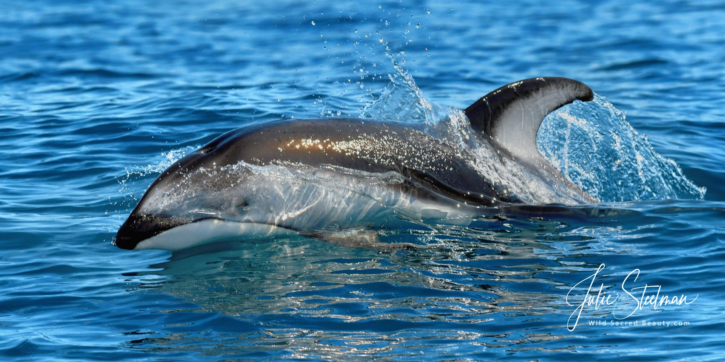 Pacific White-Sided Dolphin