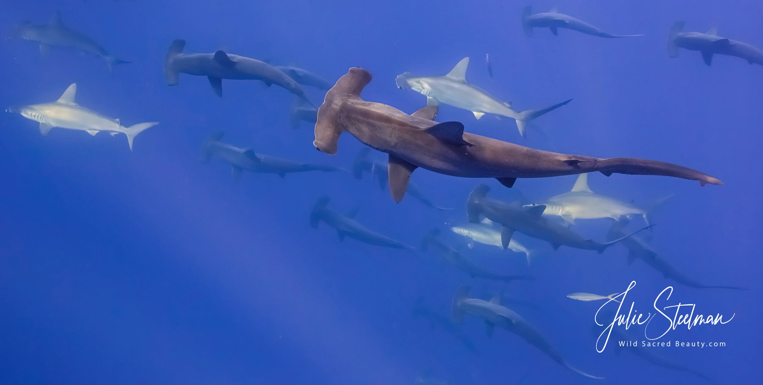Hammerhead Sharks