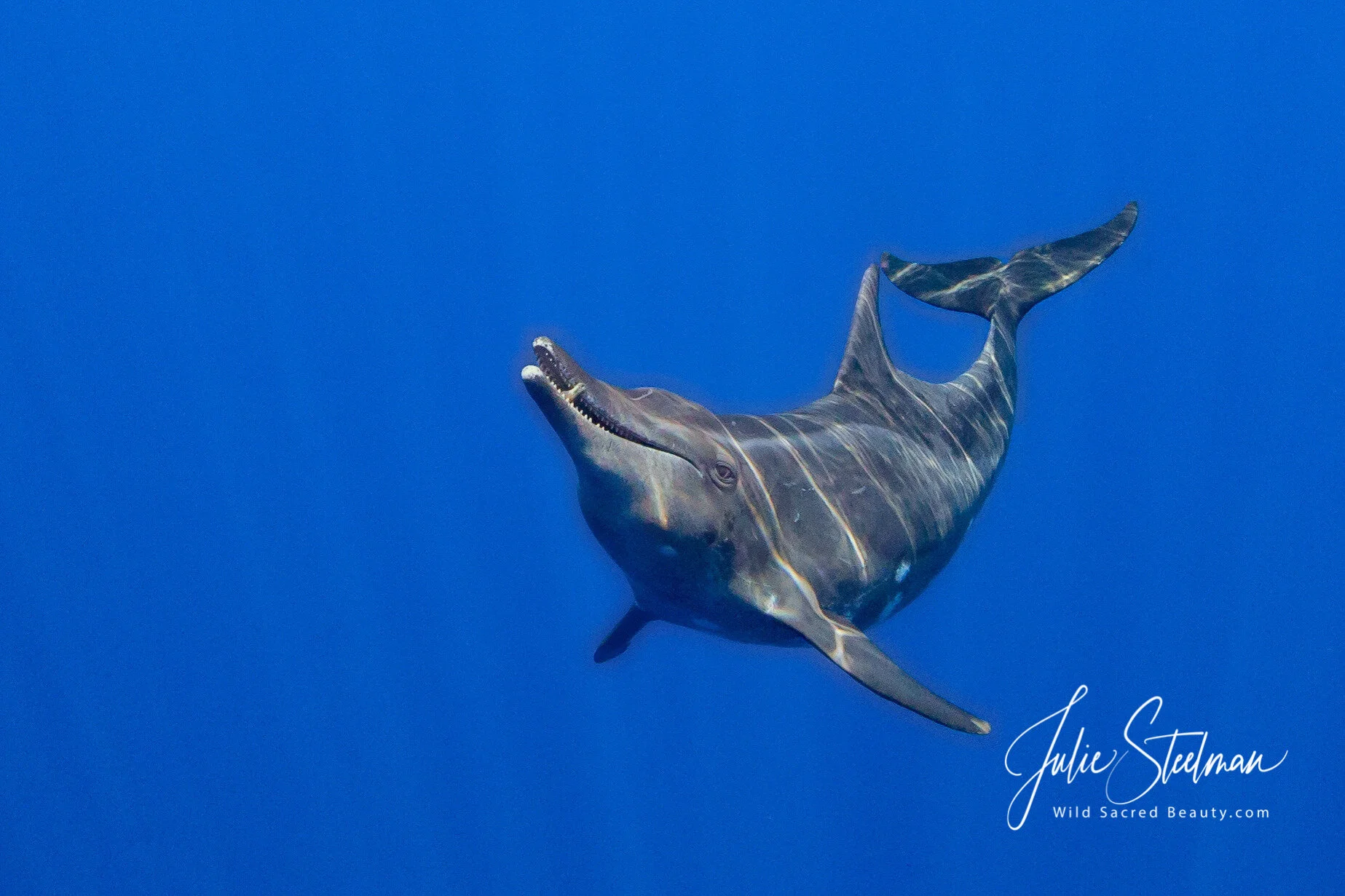 Rough-Toothed Dolphin (Steno)