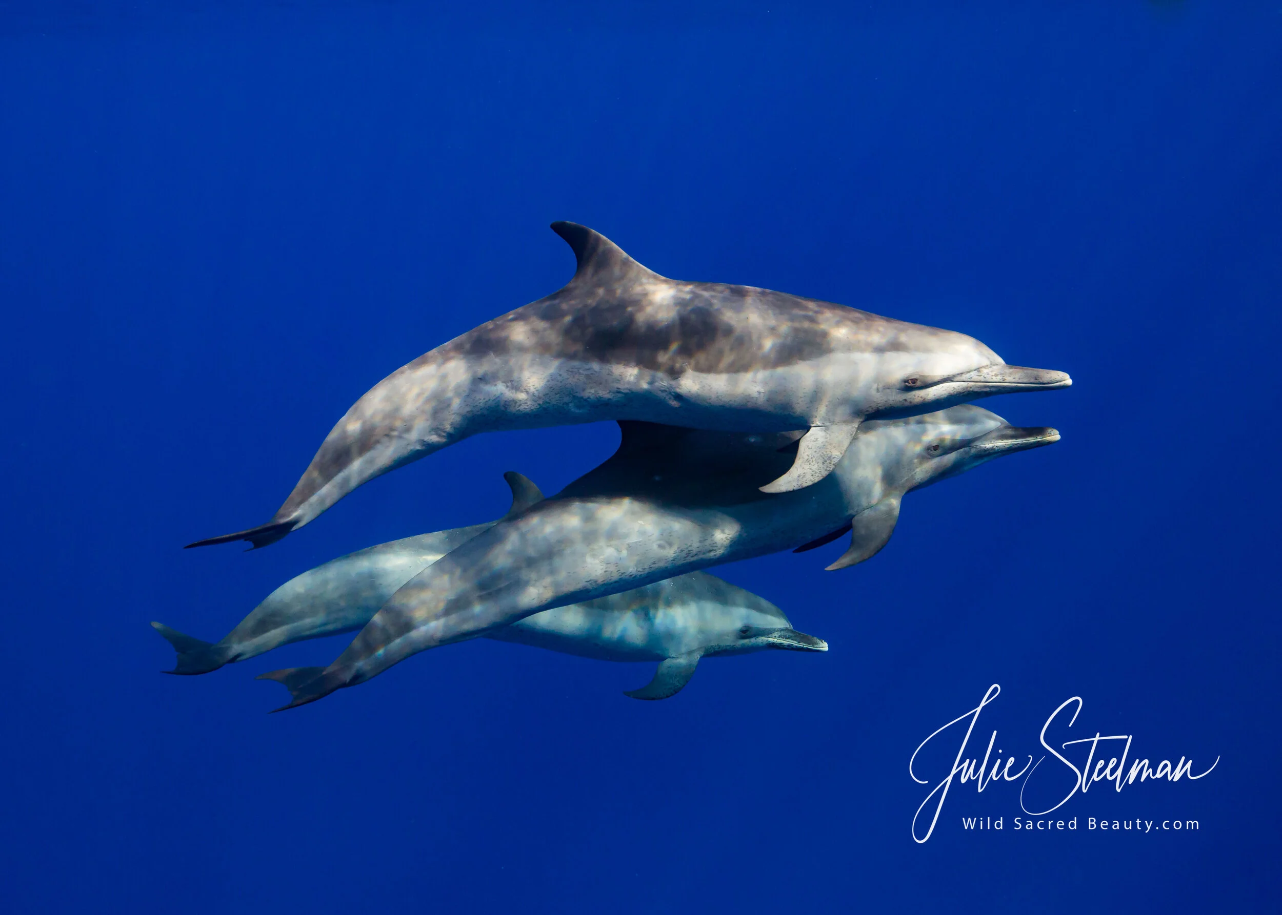 Pantropic Spotted Dolphin