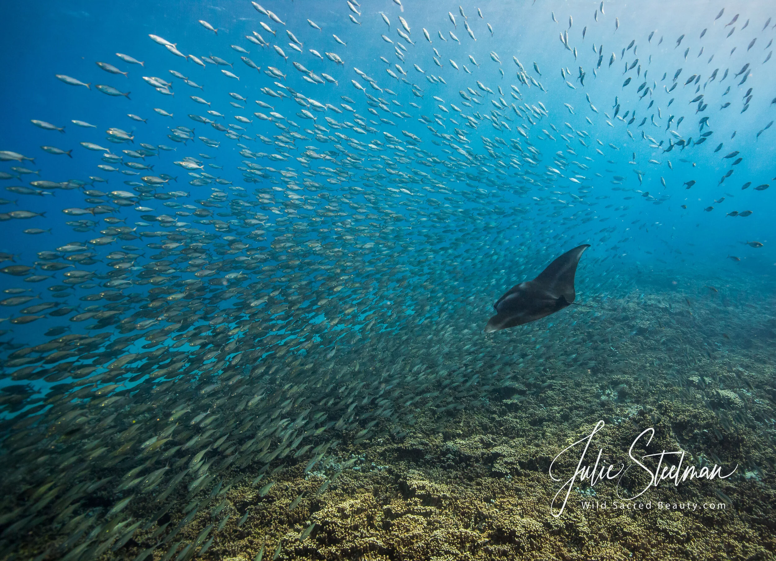 Manta Ray Swimming with Akule