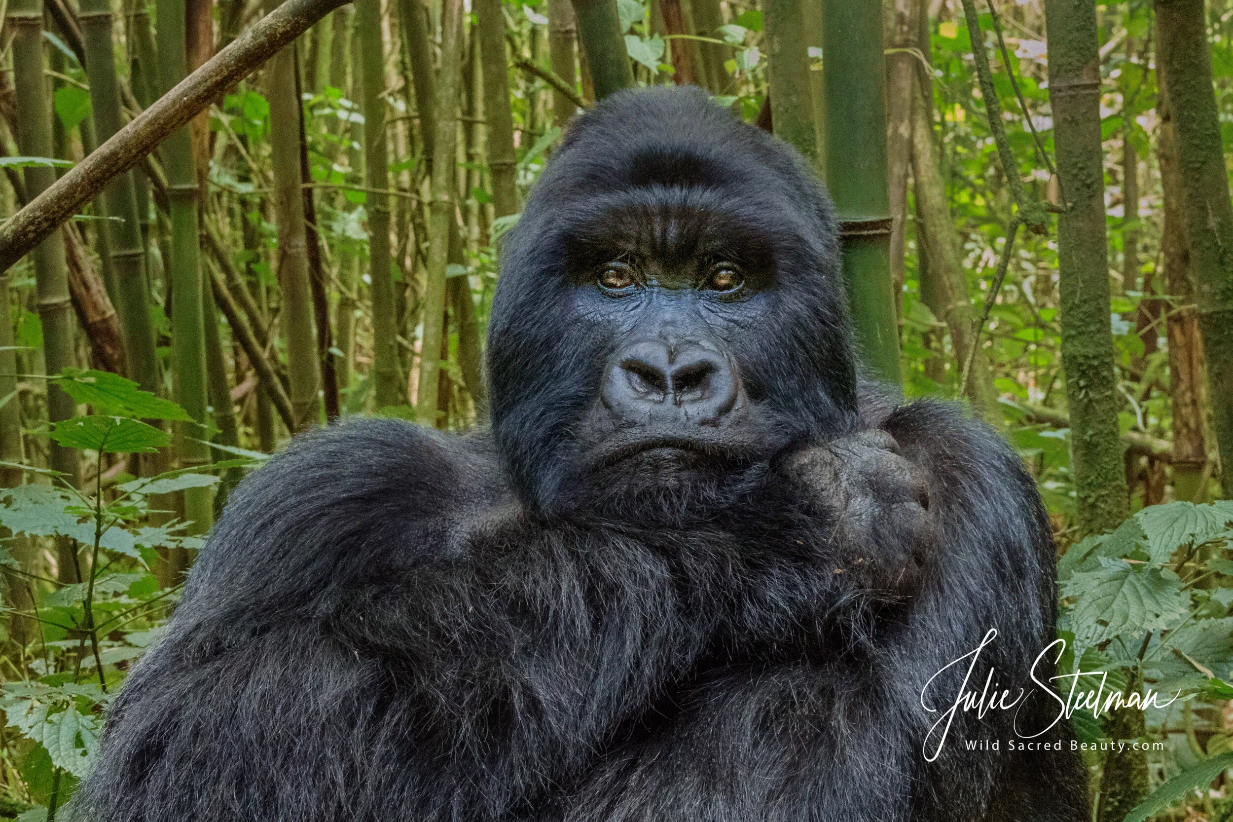 Mountain Gorillas Are Highly Threatened