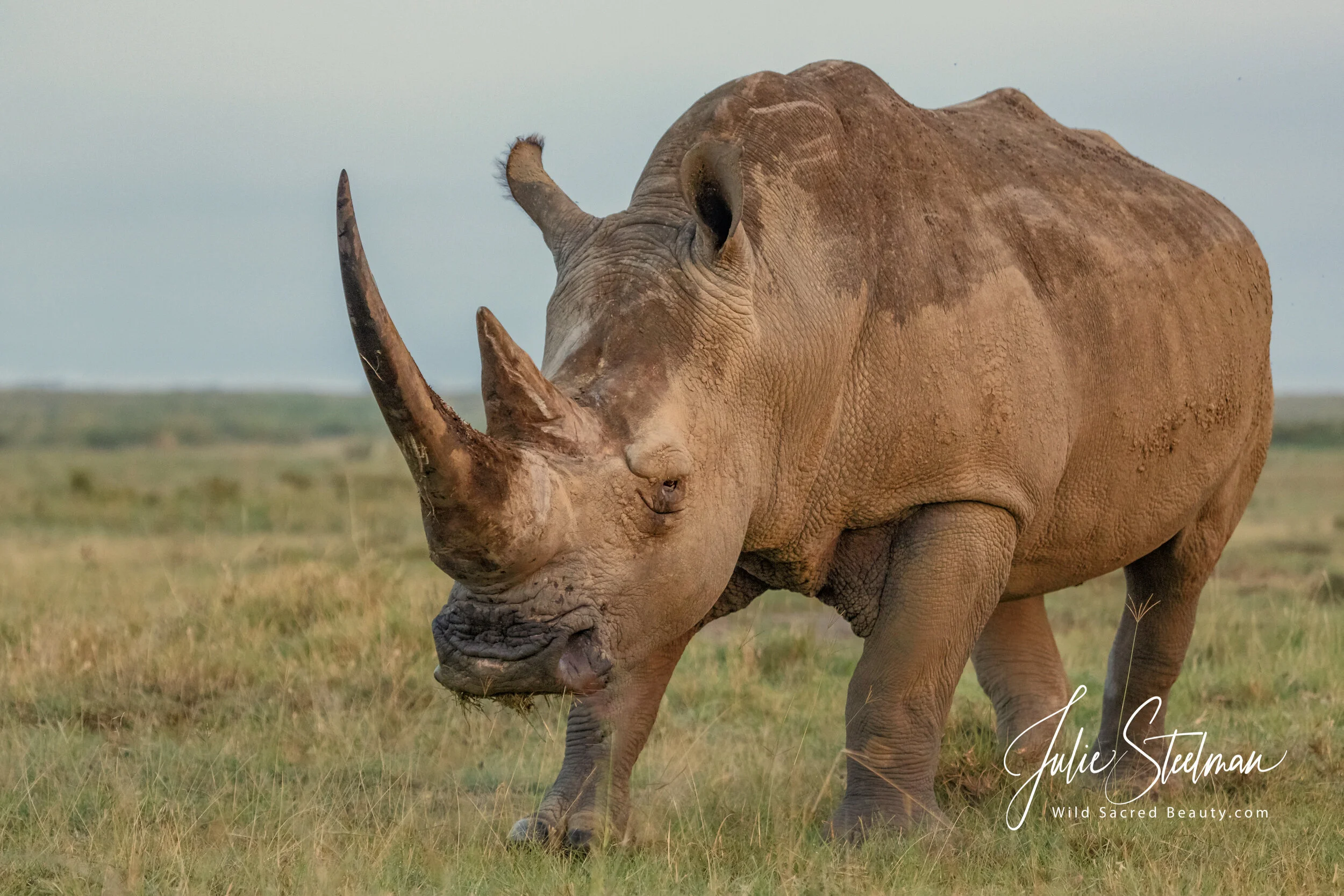 White Rhino's are Struggling to Survive Due To The Aggressive Horn Trade