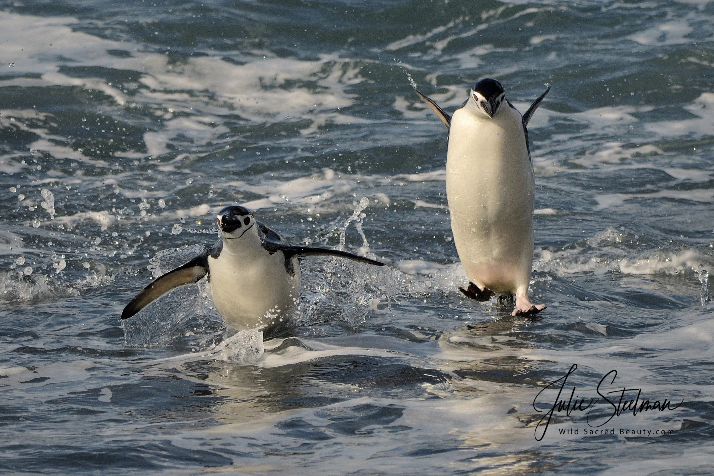20190126-Antartica_2019_16555_00003.jpg