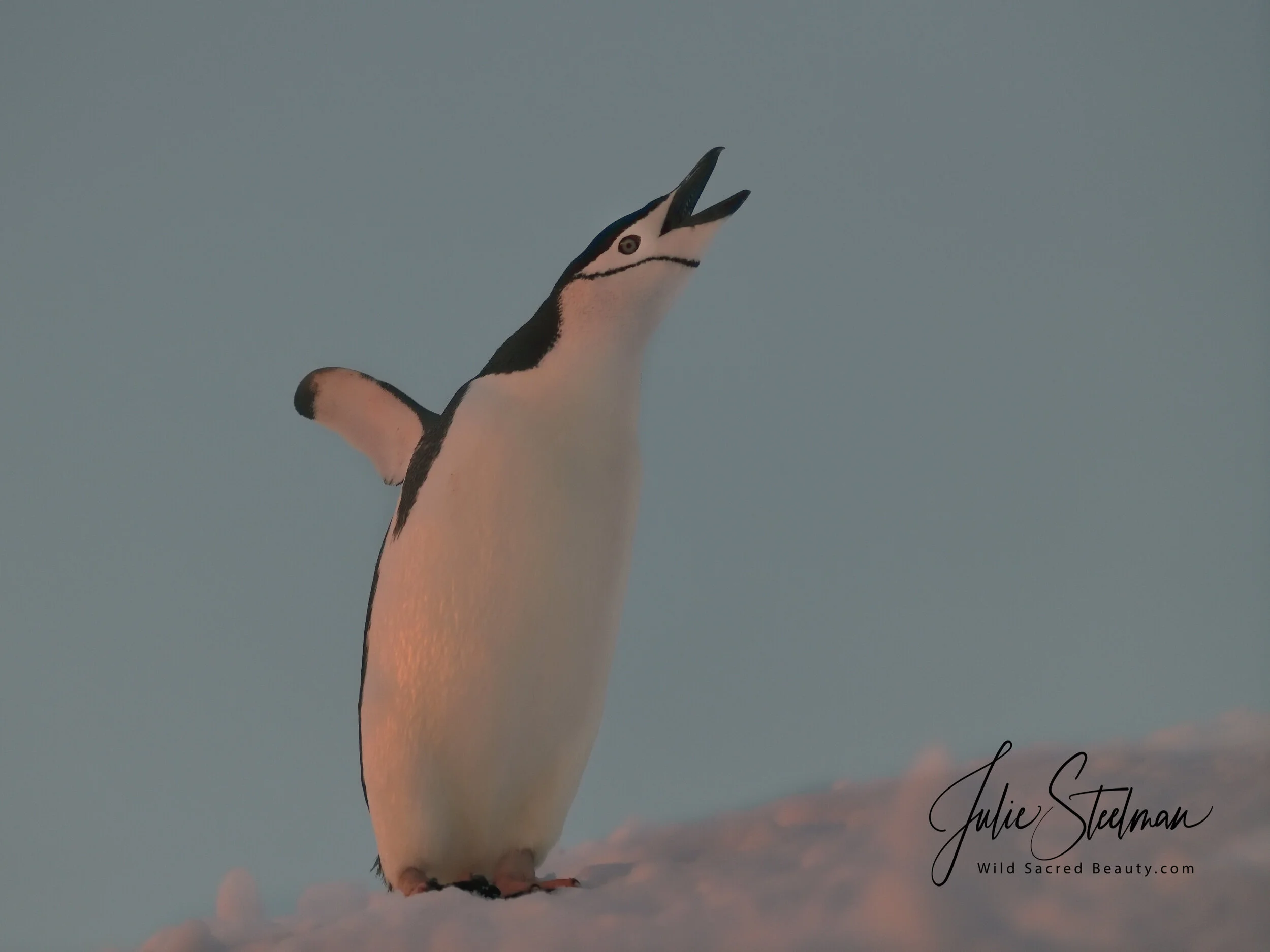 Adelie Penguin Calling His Mates