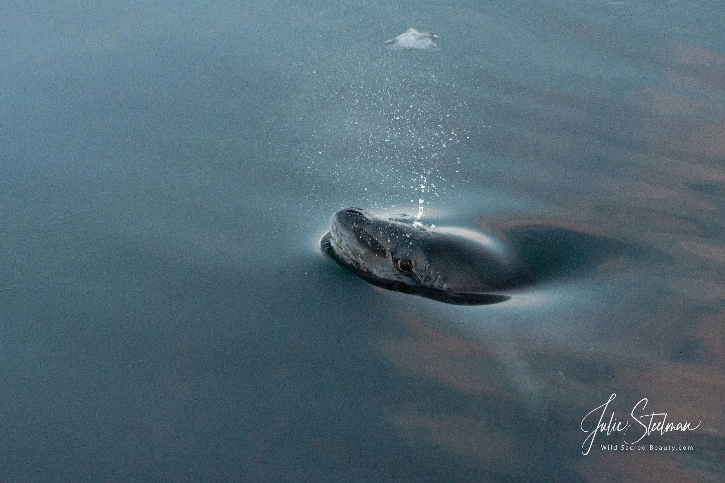 Leopard Seal At Sunrise