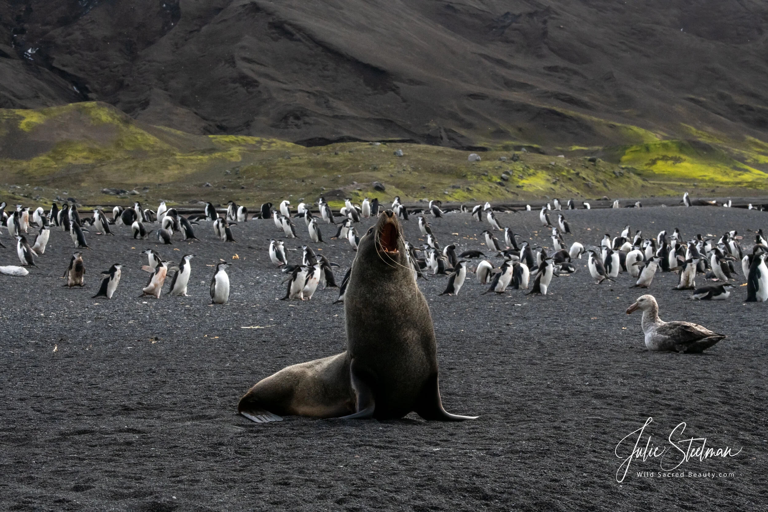 Fur Seal With Penguins